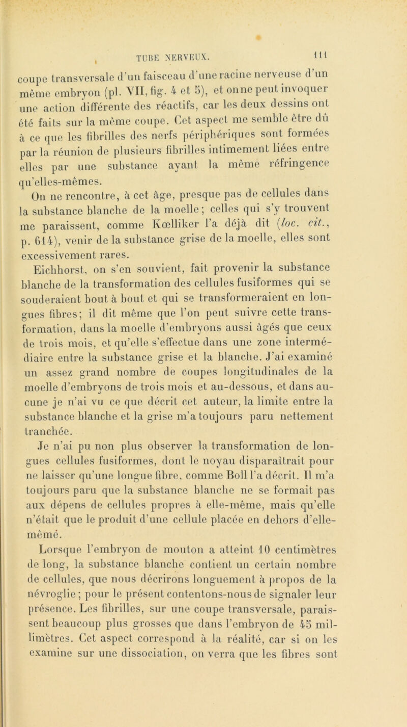 coupc transversale d un faisceau il une racine neivcuse il un même embryon (pl. VH, bg'- 4 et b), et oniie peut invoquer une action différente des réactifs, car les deux dessins ont été faits sur la même coupe, (^et aspect me semble être du à ce que les fibrilles des nerfs périphériques sont formées par la réunion de plusieurs übrilles intimement liées entre elles par une substance ayant la même réfringence qu’elles-mêmes. On ne rencontre, à cet âge, presque pas de cellules dans la substance blanche de la moelle; celles qui sy trouvent me paraissent, comme Kœlliker l’a déjà dit {/oc. czV., p. 614), venir de la substance grise de la moelle, elles sont excessivement rares. Eiebborst, on s’en souvient, fait provenir la substance blanche de la transformation des cellules fusiformes qui se souderaient bout à bout et qui se transformeraient en lon- gues fibres; il dit même que l’on peut suivre cette trans- formation, dans la moelle d’embryons aussi âgés que ceux de trois mois, et qu’elle s’effectue dans une zone intermé- diaire entre la substance grise et la blanche. J’ai examiné un assez grand nombre de coupes longitudinales de la moelle d’embryons de trois mois et au-dessous, et dans au- cune je n’ai vu ce que décrit cet auteur, la limite entre la substance blanche et la grise m’a toujours paru nettement tranchée. Je n’ai pu non plus observer la transformation de lon- gues cellules fusiformes, dont le noyau disparaîtrait pour ne laisser qu’une longue fibre, comme Boll l’a décrit. Il m’a toujours paru que la substance blanche ne se formait pas aux dépens de cellules propres à elle-même, mais qu’elle n’était que le produit d’une cellule placée en dehors d’elle- même. Lorsque l’embryon de mouton a atteint 10 centimètres de long, la substance blanche contient un certain nombre de cellules, que nous décrirons longuement à jiropos de la névroglie ; pour le présent contentons-nous de signaler leur présence. Les librilles, sur une coupe transversale, parais- sent beaucoup plus grosses que dans l’embryon de 45 mil- limètres. Cet aspect correspond à la réalité, car si on les examine sur une dissociation, on verra que les fd3res sont