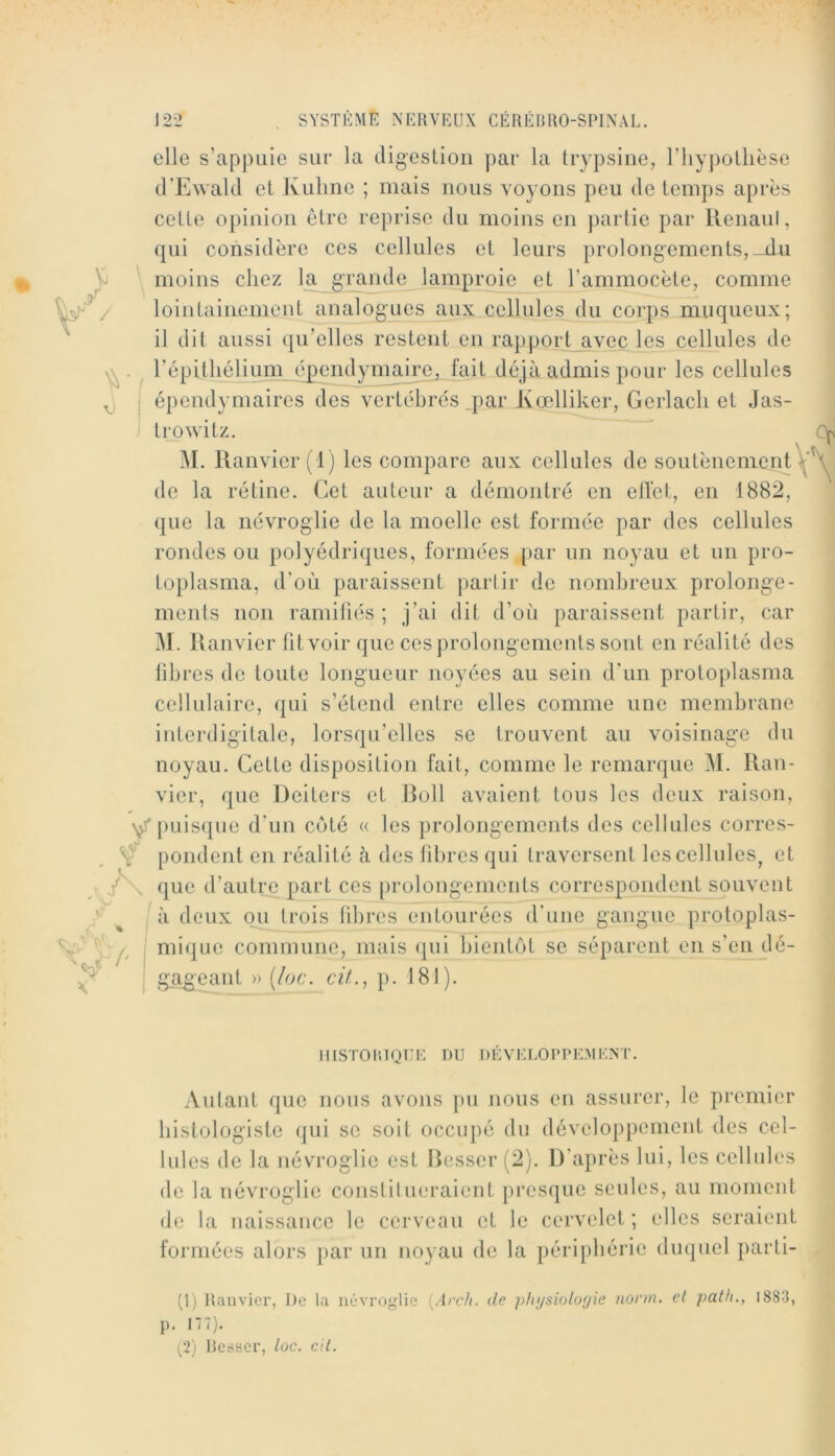elle s’appuie sur la digesLioii par la trypsine, riiypoLlièse (rEwald et Kiiline ; mais nous voyons peu de temps après cette opinion être reprise du moins en partie par llenaul, qui considère ces cellules et leurs prolongements,-du V \ moins chez la g’rande lamproie et l’ammocète, comme / lointainement analogues aux cellules du corps muqueux; il dit aussi qu’elles restent en rapport avec les cellules de . répithélium èjpendym^^ déjà admis pour les cellules ; épendymaires des vertèbres .par Kœlliker, Gerlacli et Jas- Irowitz. M. llanvier(l) les compare aux cellules de soutènement de la rétine. Cet auteur a démontré en ellct, en 1882, que la névroglie de la moelle est formée par des cellules rondes ou polyédriques, formées par un noyau et un pro- toplasma, d’où paraissent partir de nombreux prolonge- ments non ramiliés ; j’ai dit d’où paraissent partir, car M. 11 anvier fitvoir que ces prolongements sont en réalité des liljres de toute longueur noyées au sein d'un proloplasma cellulaire, qui s’étend entre elles comme une membrane interdigitale, lorsqu’elles se trouvent au voisinage du noyau. Cette disposition fait, comme le remarque M. llan- vier, que Deiters et Boll avaient tous les deux raison, puisque d’un coté « les prolongements des cellules corres- pondent en réalité à des fibres qui traversent les cellules et ■A que d’autre part ces prolongements correspondent souvent ^ à deux ou trois libres entourées d’une gangue protoplas- A! mique commune, mais qui bientôt se séparent en s’en dé- g;ag;eant » [loc. cit., p. 181). UISTOIUQUL DU DÉVKLOPPEMKNT. Autant que nous avons pu nous en assurer, le premier histologiste qui se soit occupé du développement des cel- lules de la névroglie est llesser (2). D'après lui, les cellules de la névroglie constitueraient presque seules, au moment de la naissance le cerveau et le cervelet; elles seraient formées alors par un noyau de la périphérie duquel parti- (1) Raiivier, De la névroglie {Arch. de })h>jsiolo(jie nonn. et path., 1883, p. 177).