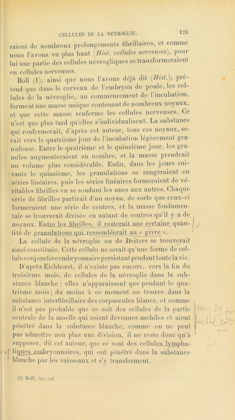 CELLULES DE LA NÉVROGLIE. raient tle nombreux prolongements fibrillaires, et comme nous l’avons vu plus liant {IJist. cellules nerveuses), pour lui une partie des cellules névrogliques se transformeraient en cellules nerveuses. Boll (1), ainsi que nous l’avons déjà dit [Hist.), pré- tend que dans le cerveau de l’embryon de poule, les cel- lules de la névroglie, au commencement de l’incubation, forment une masse unique contenant de nombreux noyaux, et que cette masse renferme les cellules nerveuses. Ce n’est que plus tard quelles s’individualisent. La substance qui renfermerait, d’après cet auteur, tous ces noyaux, se- rait vers le quatrième jour de 1 incubation légèiornent gia- nuleuse. Entre le quatrième et le quinzième jour, les gra- nules augmenteraient en nombre, et la masse prendiait un volume plus considérable. Enfin, dans les jours sui- vants le quinzième, les granulations se rangeraient en séries linéaires, puis les séries linéaires formeraient de vé- ritables fibrilles en se soudant les unes aux autres. Cbaque série de fibrilles partirait d’un noyau, de sorte que ceux-ci formeraient une série de centrés, et la masse fondamen- tale se trouverait divisée en autant de centres qu il y a de noyaux. Entre leiiJibrilles, il resterait une certaine quan- tité de gnimilajions qui ressomblorait.au « givre ». La cellule de la névroglie ou de Deiters se trouverait ainsi constituée. Cette cellule ne serait qu’une forme de cel- lule conjonctive embryonnaire persistant pendant toute la vie. D’après Eiebborst, il n’existe pas encore, vers la fin du troisième mois, de cellules de la névroglie dans la sub- stance blanche ; elles n’apparaissent que pendant le qua- trième mois; du moins à ce moment on trouve dans la substance iiiterlibrillaire des corpuscules blancs, et comme il n’est pas probable que ce soit des cellules do la partie centrale de la moelle qui soient devenues mobiles et aient pénétré dans la substance blanche, comme on ne peul pas admettre non ])lus une division, il no reste donc qu’à supposer, dit cet auteur, que ce sont des cellules lymplia- tique^jimbryonnaires, qui ont pénétré dans la substance blanche par les vaisseaux et s’y transforment. (1) Boll, /oc. cit.