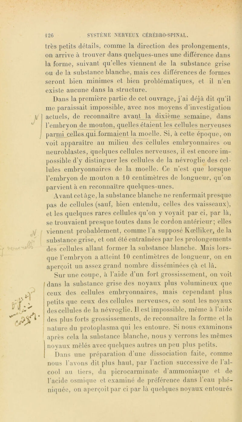 1res petits détails, comme la direction des prolongements, on arrive à trouver dans quelques-unes une différence dans la forme, suivant qu’elles viennent de la substance grise ou do la substance blanche, mais ces différences de formes seront bien minimes et bien problématiques, et il n’en existe aucune dans la structure. Dans la première partie de cet ouvrage, j’ai déjà dit qu’il me paraissait impossible, avec nos moyens d’investigation actuels, de reconnaître avaQt la dixième semaine, dans l’embryon de mouton, quelles étaient les cellules nerveuses parmi celles qui formaient la moelle. Si, à cette époque, on voit apparaître au milieu des cellules embryonnaires ou neuroblastes, quelques cellules nerveuses, il est encore im- possible d’y distinguer les cellules de la névroglie des cel- lules embryonnaires de la moelle. Ce n’est que lorsque l’embryon de mouton a 10 centimètres de longueur, qu’on parvient à en reconnaître quelques-unes. Avant cetàge, la substance blanche ne renfermait presque pas de cellules (sauf, bien entenclu, celles des vaisseaux), et les quelques rares cellules qu’on y voyait par ci, par là, se trouvaient presque toutes dans le cordon antérieur ; elles viennent probablement, comme l’a supposé Kœlliker, de la substance grise, et ont été entraînées par les prolongements des cellules allant former la substance blanche. Mais lors- que l’embryon a atteint 10 centimètres de longueur, on en aperçoit un assez grand nombre disséminées çà et là. Sur une coupe, à l'aide d’un fort grossissement, on voit dans la substance grise des noyaux plus volumineux que ceux des cellules embryonnaires, mais cependant plus petits que ceux des cellules nerveuses, ce sont les noyaux des cellules de la névroglie. 11 est impossible, même à l’aide des plus forts grossissements, de reconnaître la forme et la nature du protoplasma qui les entoure. Si nous examinons après cela la substance blanche, nous y verrons les mêmes novaux mêlés avec quelques autres un peu plus petits. Dans une préparation d’une dissociation faite, comme nous l’avons dit plus haut, par l’action successive de l’al- cool au tiers, du picrocarminate d’ammoniaque et de l’acide osmi([uc et examiné de préférence dans l’eau pbé- niquée, on aperçoit par ci par là queb|ucs noyaux entourés