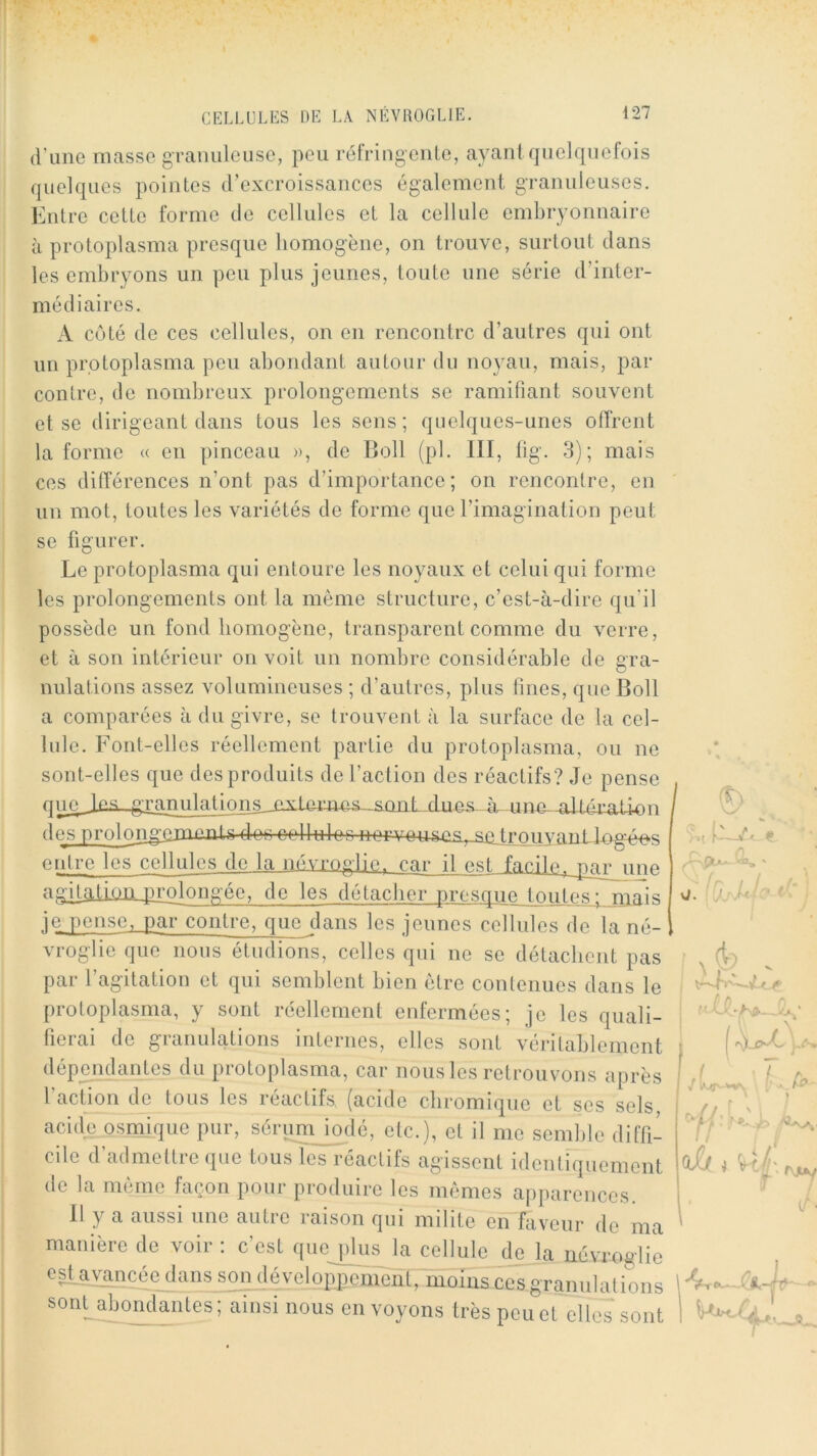 d’une masse gTanuleiise, peu réfringeiile, ayant quelquefois quelques pointes d’excroissances également gTannleuses. Entre cette forme de cellules et la cellule embryonnaire à protoplasma presque homogène, on trouve, surtout dans les embryons un peu plus jeunes, toute une série d’inter- médiaires. A côté de ces cellules, on en rencontre d’autres qui ont un protoplasma peu abondant autour du noyau, mais, par contre, de nombreux prolongements se ramifiant souvent et se dirigeant dans tous les sens; quelques-unes offrent la forme « en pinceau », de Boll (pl. III, fig. 3); mais ces différences n’ont pas d’importance; on rencontre, en un mot, toutes les variétés de forme que l’imagination peut se figurer. Le protoplasma qui entoure les noyaux et celui qui forme les prolongements ont la même structure, c’est-à-dire qu’il possède un fond homogène, transparent comme du verre, et à son intérieur on voit un nombre considérable de gra- nulations assez volumineuses ; d’autres, plus fines, que Boll a comparées à du givre, se trouvent à la surface de la cel- lule. Font-elles réellement partie du protoplasma, ou ne sont-elles que des produits de l’action des réactifs? Je pense qUC JoiL. £Tanulations_cx.tnmas--S-QiLL-dues- à unu-allémlion d es proloiigAiPinnU des-e-elkIos-norvoit^j2s.>jàn tro uy anLlogws clitre les cellules de la névroglie. car il est facile, gyyiynnp agjUUimjlPolongéc, de les détacher presque toutes; mais je pense, par contre, que dans les jeunes cellules de la né- vroglic que nous étudions, celles qui ne se détachent pas par l’agitation et qui semblent bien être contenues dans le protoplasma, y sont réellement enfermées; je les quali- fierai de granulations internes, elles sont véritablement dépendantes du protoplasma, car nous les retrouvons après 1 action de tous les réactifs (acide cliromique et scs sels acide osmique pur, sérum iode, etc.), et il me semble diffi- cile d’admettre que tous les réactifs agissent identiquement de la même façon pour produire les mêmes apparences. Il y a aussi une autre raison qui milite en faveur de ma manière de voir : c’est que plus la cellule de la névroglie csiayuncée dans son dévelofiJ^Hént, ces granulations sont abomlantes ; ainsi nous en voyons très peu et elles sont >r l' U. ! ' P ■“ fp If . ^