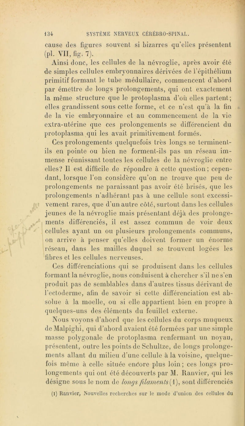 cause (les figures souvent si bizarres qu’elles présentent (pi. VII, ng. 7). Ainsi donc, les cellules de la névroglie, après avoir été de simples cellules embryonnaires dérivées de l’épithélium primitif formant le tube médullaire, commencent d’abord par émettre de longs prolongements, qui ont exactement la meme structure que le protoplasma d’où elles partent; elles grandissent sous cette forme, et ce n’est qu’à la fin de la vie embryonnaire et au commencement de la vie extra-utérine que ces prolongements se différencient du protoplasma qui les avait primitivement formés. Ces prolongements quelquefois très longs se terminent- ils en pointe ou bien ne forment-ils pas un réseau im- mense réunissant toutes les cellules de la névroglie entre elles? Il est difficile de répondre à cette question; cepen- dant, lorsque l’on considère qu’on ne trouve que peu de prolongements ne paraissant pas avoir été brisés, que les prolongements n’adhéraut pas à une cellule sont excessi- vement rares, que d’un autre côté, surtout dans les cellules jeunes de la névroglie mais présentant déjà des prolonge- ments différenciés, il est assez commun de voir deux cellules ayant un ou plusieurs prolongements communs, on arrive à penser qu’elles doivent former un énorme réseau, dans les mailles duquel se trouvent logées les fibres et les cellules nerveuses. Ces différenciations qui se produisent dans les cellules formant la névroglie, nous conduisent à chercher s'il ne s’en produit pas de semblables dans d’autres tissus dérivant de l’ectoderme, afin de savoir si cette différenciation est ab- solue à la moelle, ou si elle appartient bien en propre à quelques-uns des éléments du feuillet externe. Nous voyons d’abord que les cellules du corps muqueux de Malpighi, qui d’abord avaient été formées par une simple masse polygonale de protoplasma renfermant un noyau, présentent, outre les points de Schultze, de longs prolonge- ments allant du milieu d’une cellule à la voisine, quelque- fois meme à celle située encîore plus loin; ces longs pro- longements qui ont été découverts par M. llanvier, qui les désigne sous le nom de longs filamentssont différenciés (1) Ranvier, Nouvelles recherches sur le mode d’union des cellules du