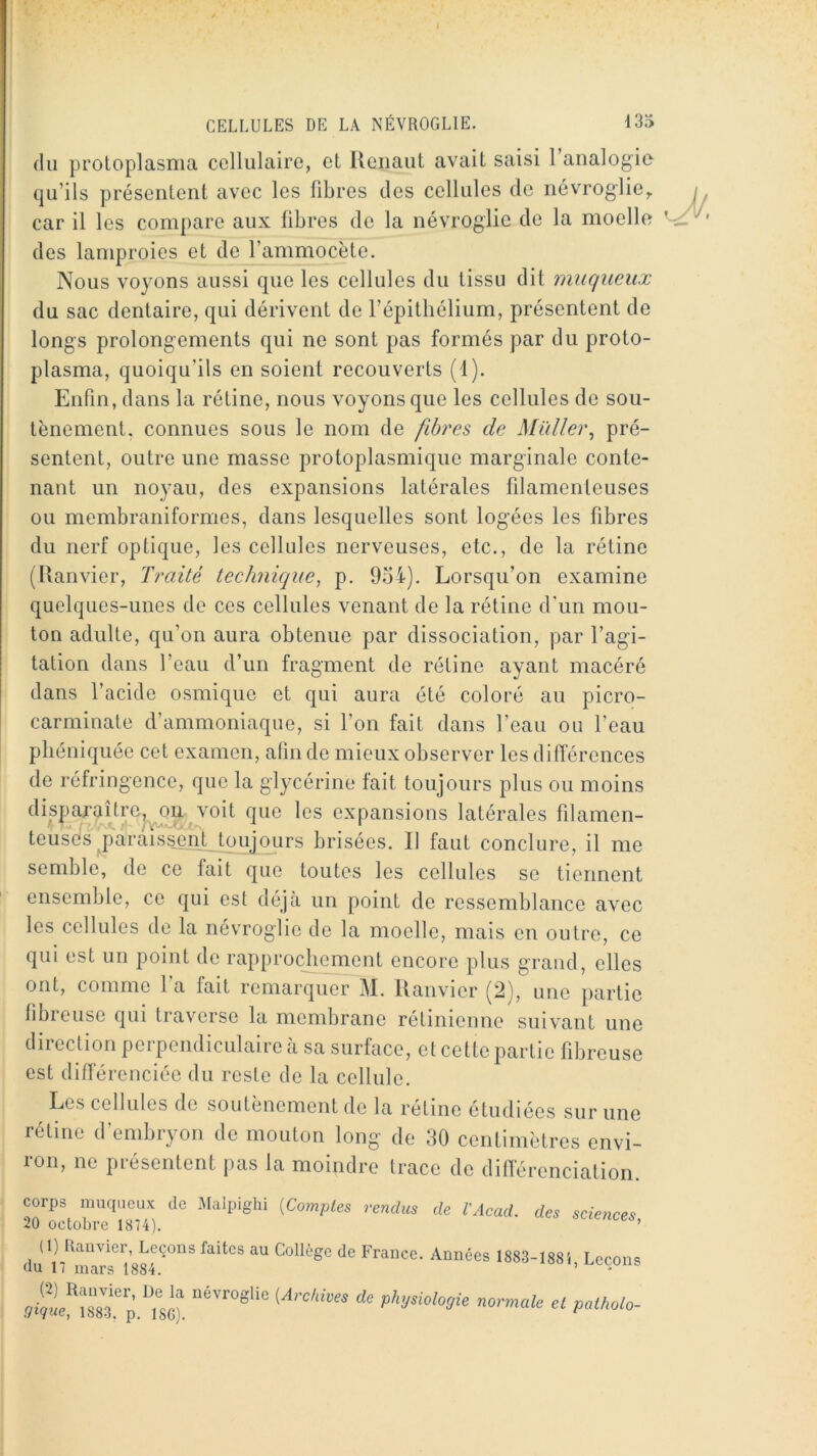 (lu protoplasma cellulaire, et lleiiaut avait saisi l’analogio (ju’ils présentent avec les fibres des cellules de névroglie,. car il les compare aux libres de la névroglie de la moelle des lamproies et de rammocète. Nous voyons aussi que les cellules du tissu dit muqueux du sac dentaire, qui dérivent de l’épithélium, présentent de longs prolongements qui ne sont pas formés par du proto- plasma, quoiqu’ils en soient recouverts (1). Enfin, dans la rétine, nous voyons que les cellules de sou- tènement, connues sous le nom de fibres de Millier^ pré- sentent, outre une masse protoplasmique marginale conte- nant un noyau, des expansions latérales filamenteuses ou membraniformes, dans lesquelles sont logées les fibres du nerf optique, les cellules nerveuses, etc., de la rétine (Ranvier, Traité technique, p. 934), Lorsqu’on examine quelques-unes de ces cellules venant de la rétine d'un mou- ton adulte, qu’on aura obtenue par dissociation, par l’agi- tation dans l’eau d’un fragment de rétine ayant macéré dans l’acide osmique et qui aura été coloré au picro- carminate d’ammoniaque, si l’on fait dans l’eau ou l’eau pbéniquée cet examen, afin de mieux observer les dilTérences de réfringence, que la glycérine fait toujours plus ou moins disparaître, on voit que les expansions latérales filamen- teuscs paraissent toujours brisées. Il faut conclure, il me semble, de ce fait cjue toutes les cellules se tiennent ensemble, ce qui est déjà un point de ressemblance avec les cellules de la névroglie de la moelle, mais en outre, ce qui est un point de rapprochement encore plus grand, elles ont, comme l’a fait remarquer M. Ranvier (2), une partie fibieuse cjui traverse la membrane rétinienne suivant une direction perpendiculaire à sa surface, et cette partie fibreuse est différenciée du reste de la cellule. Les cellules de soutènement de la retine étudiées sur une rétine d’embryon de mouton long de 30 centimètres envi- ron, ne présentent pas la moindre trace de différenciation. corps muqueux de Malpighi (Comptes rendus de l'Acad. des science^ 20 octobre 1874). àuence. (1) Ranvier, Leçons faites au Collège de France. Années 1883-1885 Leçon du 17 mars 1884. ’ (2) Ranvier, De la névroglie (Arc/dves de physioloqie Oigue, 1883. p. ISG). normale el patholo-