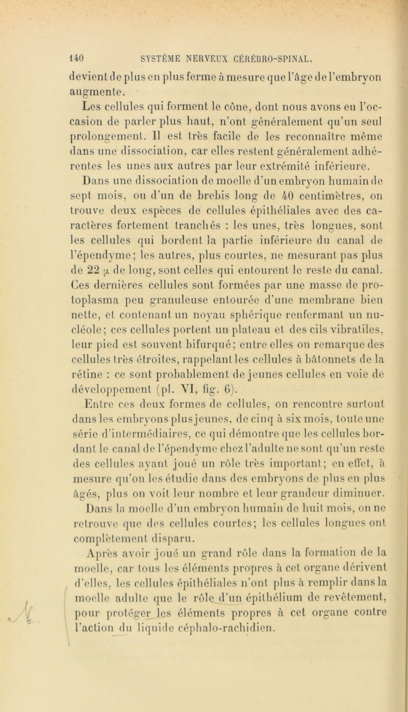 devient (le plus en plus ferme à mesure que l’âge de l’embryon augmente. Les cellules qui forment le cône, dont nous avons eu l’oc- casion de parler plus haut, n’ont généralement qu’un seul prolongement. Il est très facile de les reconnaître même dans une dissociation, car elles restent généralement adhé- rentes les unes aux autres par leur extrémité inférieure. Dans une dissociation de moelle d’un embryon humain de sept mois, ou d’un de brebis long de 40 centimètres, on trouve deux espèces de cellules épithéliales avec des ca- ractères fortement tranchés : les unes, très longues, sont les cellules qui bordent la partie inférieure du canal de l’épendyme; les autres, plus courtes, ne mesurant pas plus de 22 [J. de long, sont celles qui entourent le reste du canal. Ces dernières cellules sont formées par une masse de pro- toplasma peu granuleuse entourée d’une membrane bien nette, et contenant un noyau sphérique renfermant un nu- cléole; ces cellules portent un plateau et des cils vibratiles, leur pied est souvent bifurqué; entre elles on remarque des cellules très étroites, rappelant les cellules à bâtonnets de la rétine : ce sont probablement de jeunes cellules en voie de développement (pl. VI, fig. 6). Entre ces deux formes de cellules, on rencontre surtout dans les embryons plus jeunes, de cinq à six mois, toute une série d’intermédiaires, ce qui démontre que les cellules bor- dant le canal del’épendyme chez l’adulte ne sont qu’un reste des cellules ayant joué un rôle très important; en etfet, à mesure qu’on les étudie dans des embryons de plus en plus âgés, plus on voit leur nombre et leur grandeur diminuer. Dans la moelle d’un embryon humain de huit mois, on ne retrouve que des cellules courtes; les cellules longues ont complètement disparu. Après avoir joué un grand rôle dans la formation do la moelle, car tous les éléments propres à cet organe dérivent d’elles, les cellules épithéliales n’ont plus â remplir dans la moelle adulte que le rôle d’un épithélium de revêtement, pour protéger les éléments propres à cet organe contre l’action du liquide céphalo-rachidien.