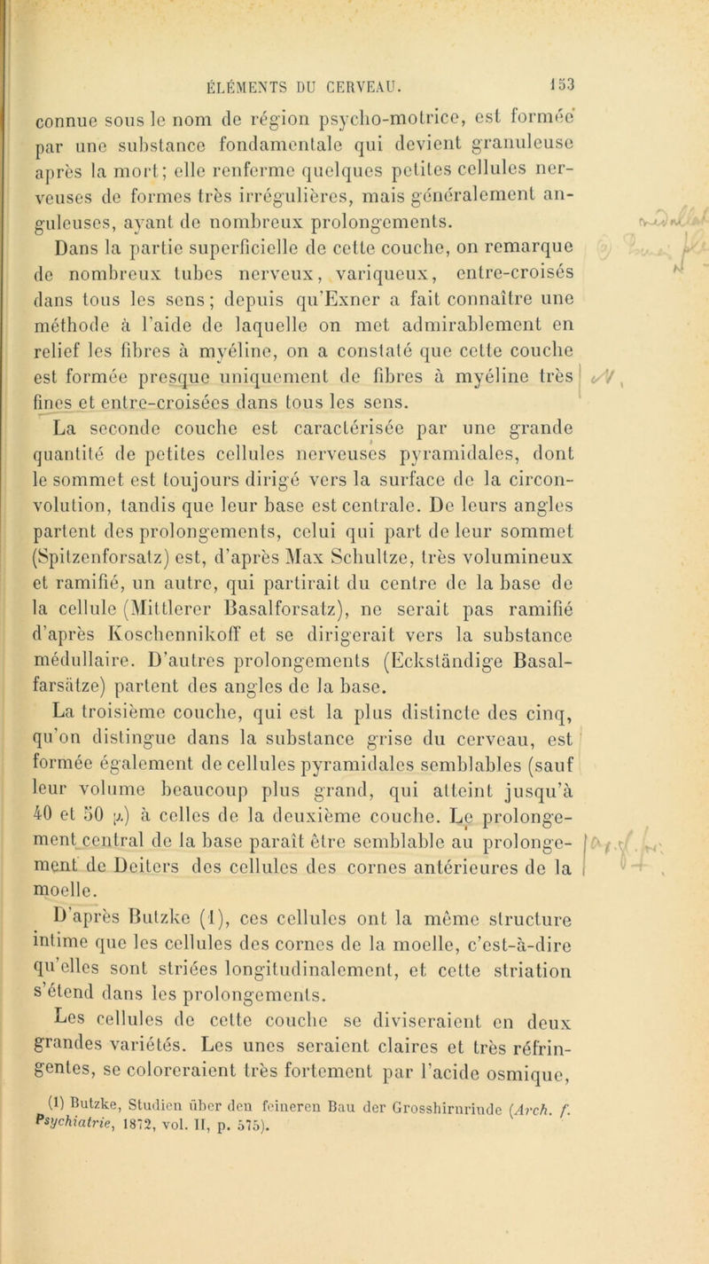 connue sous le nom de région psycho-motrice, est formée par une substance fondamentale qui devient granuleuse après la mort; elle renferme quelques petites cellules ner- veuses de formes très irrégulières, mais généralement an- guleuses, ayant de nombreux prolongements. Dans la partie superficielle de cette couche, on remarque de nombreux tubes nerveux, variqueux, entre-croisés dans tous les sens ; depuis qu’Exner a fait connaître une méthode à l’aide de laquelle on met admirablement en relief les fibres à myéline, on a constaté que cette couche est formée presque uniquement de fibres à myéline très fines et entre-croisées dans tous les sens. La seconde couche est caractérisée par une grande quantité de petites cellules nerveuses pyramidales, dont le sommet est toujours dirigé vers la surface de la circon- volution, tandis que leur base est centrale. De leurs angles partent des prolongements, celui qui part de leur sommet (Spitzenforsatz) est, d’après Max Scbultze, très volumineux et ramifié, un autre, qui partirait du centre de la base de la cellule (Mittlerer Basalforsatz), ne serait pas ramifié d’après Koscbcnnikoff et se dirigerait vers la substance médullaire. D’autres prolongements (Eckstandige Basal- farsatze) partent des angles de la base. La troisième couche, qui est la plus distincte des cinq, qu’on distingue dans la substance grise du cerveau, est formée également de cellules pyramidales semblables (sauf leur volume beaucoup plus grand, qui atteint jusqu’à 40 et 50 |j.) à celles de la deuxième coiicbe. Le prolonge- ment central de la base paraît être semblable au prolonge- ment de Deiters des cellules des cornes antérieures de la moelle. D’après Butzke (1), ces cellules ont la même structure intime que les cellules des cornes de la moelle, c’est-à-dire qu’elles sont striées longitudinalement, et cette striation s’étend dans les prolongements. Les cellules de cette couche se diviseraient en deux grandes variétés. Les unes seraient claires et très réfrin- gentes, se coloreraient très fortement par l’acide osmique, (1) Butzke, Studien übcr deu foineren Bau der Grosshirnritide (Arch. /'. Psychiatrie, 1872, vol. H, p. .575). I /