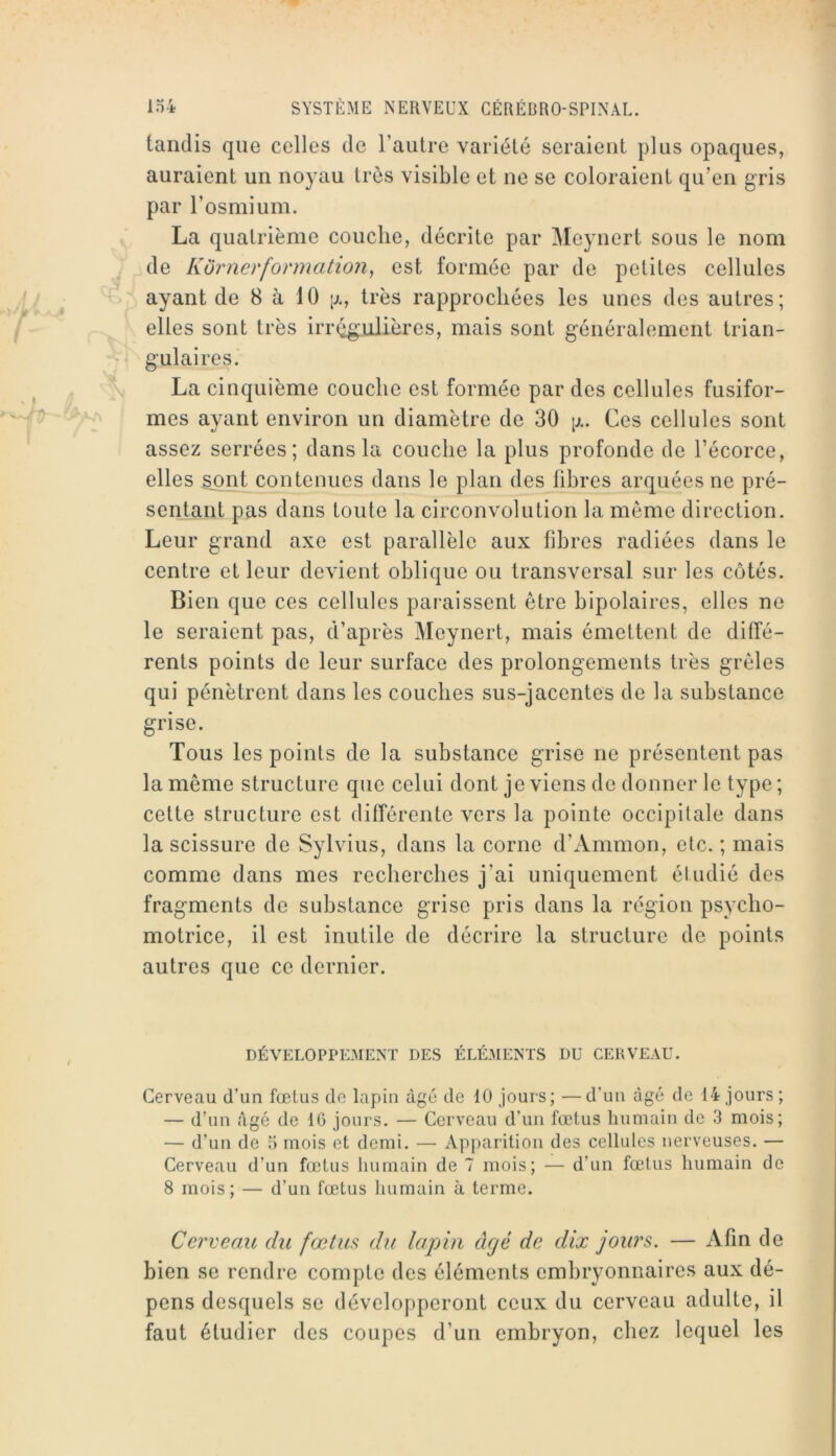 tandis que celles de l’autre variété seraient plus opaques, auraient un noyau très visible et ne se coloraient qu’en gris par l’osmium. La quatrième couche, décrite par Meynert sous le nom ,de Kornerformation^ est formée par de petites cellules ayant de 8 à 10 tj., très rapprochées les unes des autres; elles sont très irrt^ulières, mais sont généralement trian- gulaires. La cinquième couche est formée par des cellules fusifor- mes ayant environ un diamètre de 30 [j.. Ces cellules sont assez serrées; dans la couche la plus profonde de l’écorce, elles ^nt contenues dans le plan des fibres arquées ne pré- sentant pas dans toute la circonvolution la même direction. Leur grand axe est parallèle aux fibres radiées dans le centre et leur devient oblique ou transversal sur les côtés. Bien que ces cellules paraissent être bipolaires, elles ne le seraient pas, d’après Meynert, mais émettent de diffé- rents points do leur surface des prolongements très grêles qui pénètrent dans les couches sus-jacentes de la substance grise. Tous les points de la substance grise ne présentent pas la même structure que celui dont je viens de donner le type; cette structure est différente vers la pointe occipitale dans la scissure de Sylvius, dans la corne d’Ammon, etc. ; mais comme dans mes recherches j’ai uniquement étudié des fragments de substance grise pris dans la région psycho- motrice, il est inutile de décrire la structure de points autres que ce dernier. DÉVELOPPEMENT DES ÉLÉMENTS DU CERVEAU. Cerveau d’un fœtus de lapin âgé de 10 jours; —d’un âgé de 14 jours ; — d’un âgé de 10 jours. — Cerveau d’un fœtus humain de 3 mois; — d’un de 5 mois et demi. — Apparition des cellules nerveuses. — Cerveau d’un fœtus humain de 7 mois; — d’un fœtus humain de 8 mois; — d’un fœtus humain à terme. Cerveau du fœtm du lapin âgé de dix jours. — Afin de bien se rendre compte des éléments embryonnaires aux dé- pens desquels se développeront ceux du cerveau adulte, il faut étudier des coupes d’un embryon, chez lequel les