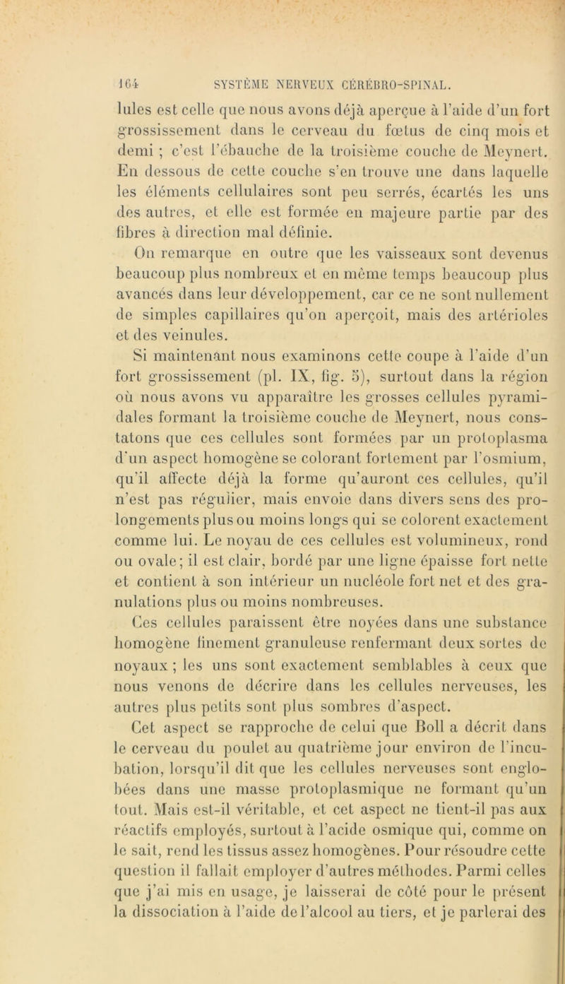 Iules est celle que nous avons déjà aperçue à l’aide d’un fort grossissement dans le cerveau du fœtus de cinq mois et demi ; c’est l’ébauche de la troisième couche de Meynert. En dessous de cette couche s’en trouve une dans laquelle les éléments cellulaires sont peu serrés, écartés les uns des autres, et elle est formée en majeure partie par des libres à direction mal délinie. On remarque en outre que les vaisseaux sont devenus beaucoup plus nombreux et en même temps beaucoup plus avancés dans leur dévelopjiement, car ce ne sont nullement de simples capillaires qu’on aperçoit, mais des artérioles et des veinules. Si maintenant nous examinons cette coupe à l’aide d’un fort grossissement (pl. IX, lig. o), surtout dans la région où nous avons vu apparaître les grosses cellules pyrami- dales formant la troisième couche de Meynert, nous cons- tatons que ces cellules sont formées par un protoplasma d'un aspect homogène se colorant fortement par l’osmium, qu’il atfecte déjà la forme qu’auront ces cellules, qu’il n’est pas régulier, mais envoie dans divers sens des pro- longements plus ou moins longs qui se colorent exactement comme lui. Le noyau de ces cellules est volumineux, rond ou ovale; il est clair, bordé par une ligne épaisse fort nette et contient à son intérieur un nucléole fort net et des gra- nulations plus ou moins nombreuses. Ces cellules paraissent être noyées dans une substance homogène iinement granuleuse renfermant deux sortes de noyaux ; les uns sont exactement semhlahles à ceux que nous venons de décrire dans les cellules nerveuses, les autres plus petits sont plus sombres d’aspect. Cet aspect se rapproche de celui que Boll a décrit dans le cerveau du poulet au quatrième jour environ de l’incu- bation, lorsqu’il dit que les cellules nerveuses sont englo- bées dans une masse protoplasmique ne formant qu’un tout. Mais est-il véritable, et cet aspect ne tient-il pas aux réactifs employés, surtout à l’acide osmique qui, comme on le sait, rend les tissus assez homogènes. Pour résoudre cette question il fallait employer d’autres méthodes. Parmi celles que j’ai mis en usage, je laisserai de côté pour le présent la dissociation à l’aide de l’alcool au tiers, et je parlerai des