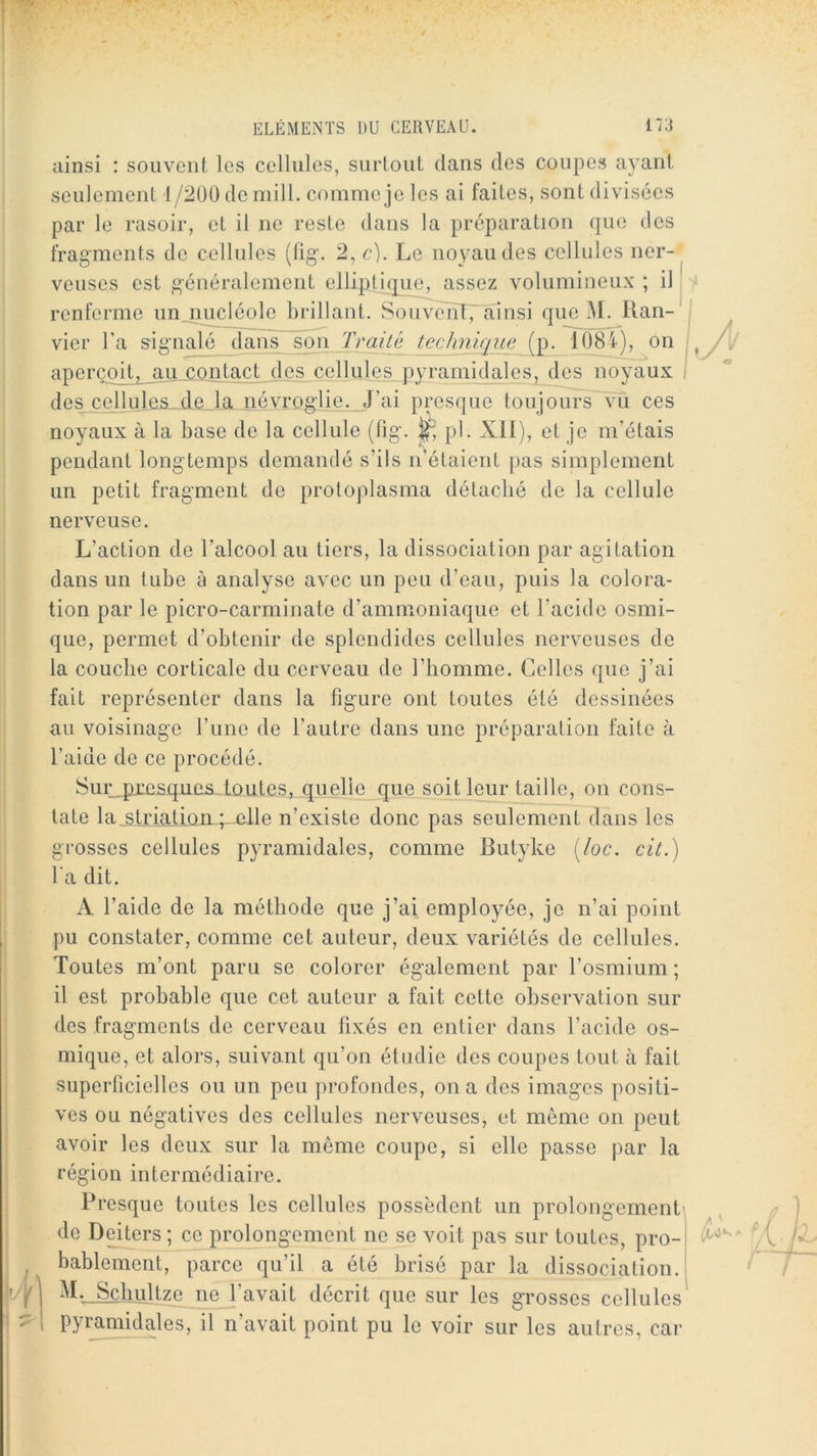 ainsi : souvent les cellules, surtout dans des coupes ayant seulement l/:^00 demill. comme je les ai faites, sont divisées par le rasoir, et il ne reste dans la préparation que des fragments de cellules (lig\ 2, c). Le noyau des cellules ner- veuses est généralement elliptique, assez volumineux ; il renferme un nucléole brillant. Souvenl7 RÎiisi que M. llan- vier Ta signalé dans son Traité Uchn^ue (p. 1084), on j aperQqd^ajijLOiitj.cL.d cellules pyramidales, des noyaux I des cdlules_deJa névrogiie. J’ai presque toujours vu ces noyaux à la base de la cellule (fig. ^ pl. XII), et je m’étais pendant long temps demandé s’ils n’étaient pas simplement un petit fragment de protoplasma détaché de la cellule nerveuse. L’action de l’alcool au tiers, la dissociation par agitation dans un tube à analyse avec un peu d’eau, puis la colora- tion par le picro-carminate d’ammoniaque et l’acide osmi- que, permet d’obtenir de splendides cellules nerveuses de la couche corticale du cerveau de l’homme. Celles que j’ai fait représenter dans la figure ont toutes été dessinées au voisinage l’une de l’autre dans une préparation faite à l’aide de ce procédé. Sur ^presques toutes, quelle que soit leur taille, on cons- tate la.striatioii elle n’existe donc pas seulement dans les grosses cellules pyramidales, comme Butyke [loc. cit.') l'a dit. A l’aide de la méthode que j’ai employée, je n’ai point pu constater, comme cet auteur, deux variétés de cellules. Toutes m’ont paru se colorer également par l’osmium ; il est probable que cet auteur a fait cette observation sur des fragments de cerveau fixés en entier dans l’acide os- mique, et alors, suivant qu’on étudie des coupes tout à fait superficielles ou un peu profondes, on a des images positi- ves ou négatives des cellules nerveuses, et même on peut avoir les deux sur la même coupe, si elle passe par la région intermédiaire. Presque toutes les cellules possèdent un prolongement^j de Deiters ; ce prolongement ne se voit pas sur toutes, pro-^ bablement, parce qu’il a été brisé par la dissociation.: I M. Sçhultze ne l’avait décrit que sur les grosses cellules 1 pyramidales, il n’avait point pu le voir sur les autres, car