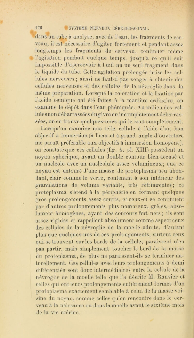 dans un tube à analyse, avec de l’eau, les fragments de cer- veau, il est nécessaire d’agiter fortement et pendant assez longtemps les fragments de cerveau, continuer meme l’agitation pendant quelque temps, jusqu’à ce qu’il soit impossible d’apercevoir à l’œil nu un seul fragment dans le liquide du tube. Cette agitation prolongée brise les cel- lules nerveuses ; aussi ne faut-il pas songer à obtenir des cellules nerveuses et des cellules de la névroglie dans la même préparation. Lorsque la coloration et la fixation par l’acide osmique ont été faites à la manière ordinaire, on examine le dépôt dans l’eau phéniquée. Au milieu des cel- lules non débarrassées du givre ou incomplètement débarras- sées, on en trouve quelques-unes qui le sont complètement. Lorsqu’on examine une telle cellule à l’aide d’un bon objectif à immersion (à l’eau et à grand angle d’ouverture me paraît préférable aux objectifs à immersion homogène), on constate que ces cellules (fig. 4, pl. XIII) possèdent un noyau sphérique, ayant un double contour bien accusé et un nucléole avec un imcléolule assez volumineux; que ce noyau est entouré d’une masse de protoplasma peu abon- dant, clair comme le verre, contenant à son intérieur des granulations de volume variable, très réfringentes ; ce protoplasma s’étend à la périphérie en formant quelques gros prolongements assez courts, et ceux-ci se continuent par d’autres prolongements plus nombreux, grêles, abso- lument homogènes, ayant des contours fort nets; ils sont assez rigides et rappellent absolument comme aspect ceux des cellules de la névroglie de la moelle adulte, d’aulant plus que quelques-uns de ces prolongements, surtout ceux qui se trouvent sur les bords de la cellule, paraissent n’en pas partir, mais simplement toucher le bord de la masse du protoplasma, de plus ne paraissent-ils se terminer na- turellement. Ces cellules avec leurs prolongements à demi différenciés sont donc intermédiaires entre la cellule de la névroglie de la moelle telle que l'a décrite 4L Ilanvier et celles qui ont leurs prolongements entièrement formés d’un protoplasma exactement semblable à celui de la masse voi- sine du noyau, comme celles qu’on rencontre dans le cer- veau à la Jiaissance ou dans la moelle avant le sixième mois de la vie utérine.