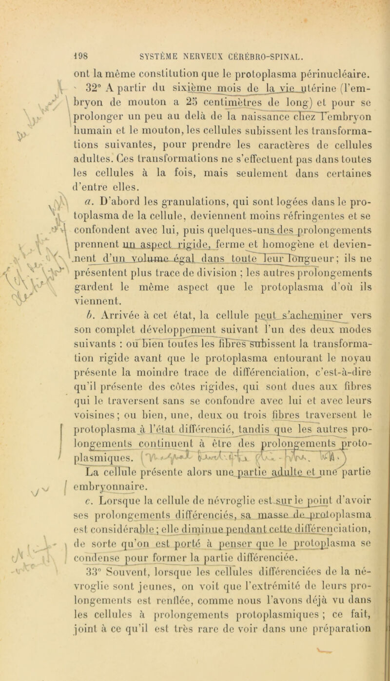 \ ont la même constitution que le protoplasma périnucléaire. ' 32“ A partir du sixième mois de la vie utérine (l’em- bryon de mouton a 25 centimètres de long) et pour se prolong’er un peu au delà de la naissance chez l'embryon humain et le mouton, les cellules subissent les transforma- tions suivantes, pour prendre les caractères de cellules adultes. Ces transformations ne s’effectuent pas dans toutes les cellules à la fois, mais seulement dans certaines d’entre elles. a. D’abord les granulations, qui sont logées dans le pro- toplasma de la cellule, deviennent moins réfringentes et se confondent avec lui, puis quelques-uns des prolongements prennent uü^ji^^cLligidej ferme et homogène et devien- Lnent d’un vûlumü-ügal dans toute leur longueur ; ils ne présentent plus trace de division ; les autres prolongements gardent le même aspect que le protoplasma d’où ils viennent. b. Arrivée à cet état, la cellule penj, s'ecbeimm^vers son complet développement suivant l’un des deux modes suivants : où bien toiUes leslîBrcs~snbissent la transforma- tion rigide avant que le protoplasma entourant le noyau présente la moindre trace de différenciation, c’est-à-dire qu’il présente des côtes rigides, qui sont dues aux fibres qui le traversent sans se confondre avec lui et avec leurs voisines; ou bien, une, deux ou trois libres J.raversent le protoplasma àJ!ét.at diffcirencié, tandis que les autres pro- longements continuent à être des prolongements proto- plasmiques. ;■ 'yu La ceilule présente alors une partic_adulte et imC|)artie j embryojmmre. c. Lorsque la cellule de névroglie ost.suxjcpomt d’avoir ses prolongements différenciés, sa. masse xle_pi:ûloplasma est considérable ; elle diminue pendant cette différenciation, de sorte qu’on est porté à penser que_|e proj^j^lasma se condense pour former la partie différenciée. 33“ Souvent, lorsque les cellules différenciées de la né- vroglie sont jeunes, on voit que l’extrémité de leurs pro- longements est renllée, comme nous l’avons déjà vu dans les cellules à prolongements protoplasmiques ; ce fait, joint à ce qu’il est très rare de voir dans une préparation