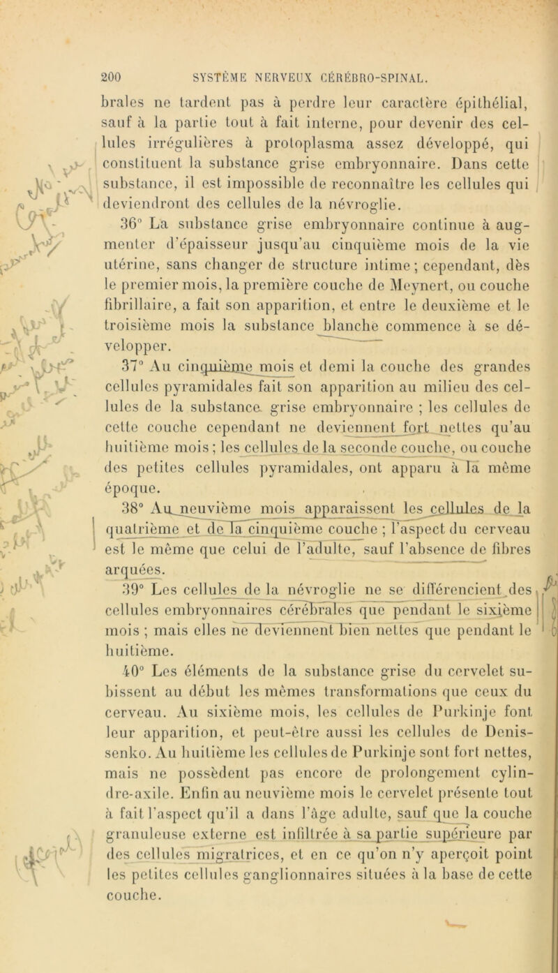 braies ne tardent pas à perdre leur caractère épithélial, sauf à la partie tout à fait interne, pour devenir des cel- lules irrégulières à protoplasma assez développé, qui constituent la substance grise embryonnaire. Dans cette i substance, il est impossible de reconnaître les cellules qui j deviendront des cellules de la névroglie. 36° La substance grise embryonnaire continue à aug- menter d’épaisseur jusqu’au cinquième mois de la vie utérine, sans changer de structure intime; cependant, dès le premier mois, la première couche de Meynert, ou couche fibrillaire, a fait son apparition, et entre le deuxième et le troisième mois la substance blanche commence à se dé- velopper. ' 37° Au cinquiènie jnois et demi la couche des grandes cellules pyramidales fait son apparition au milieu des cel- lules de la substanca grise embryonnaire ; les cellules de cette couche cependant ne deviennent foji_nettes qu’au huitième mois ; les cellules.de la seconde couche, ou couche des petites cellules pyramidales, ont apparu à Ta même époque. 38° Au^euvième mois apparaissent les^ellides de_la qua]^rième et de 1 nquième couche ; l’aspect du cerveau est le même que celui de l’adulte, sauf l’absence de fibres arquées. mois ; mais elles ne deviennent Lien nettes que pendant le huitième. 40° Les éléments de la substance grise du cervelet su- bissent au début les mêmes transformations que ceux du cerveau. Au sixième mois, les cellules de Purkinje font leur apparition, et peut-être aussi les cellules de Denis- senko. Au huitième les cellules de Purkinje sont fort nettes, mais ne possèdent pas encore de prolongement cylin- dre-axile. Enfin au neuvième mois le cervelet présente tout cà fait l’aspect qu’il a dans l’àge adulte, sauf que la couche granuleuse externe est inliltrée à sa partie su]^iourc par des cellules migrjürices, et en ce qu’on n’y aperçoit point les petites cellules ganglionnaires situées à la base de cette couche. 39° Les cellules de la névroglie ne se diflerencient des i cellules embryonnaires cén^nîlés que pendant le sixième