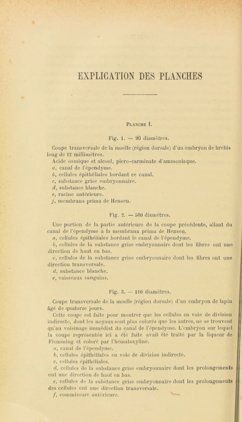 EXPLICATION DES PLANCHES Planche I. l'Ng. 1. — 90 diamètres. Coupe transversale de la moelle (région dorsale) d’un embryon de brebis long de 12 millimètres. Acide osmique et alcool, picro-carminate d’ammoniaque. а, canal de l’épendyme. б, cellules épithéliales bordant ce canal. c, substance grise embryonnaire. d, substance blanche. e, racine antérieure. y, membrana prima de Henseu. P'ig. 2. — 500 diamètres. Une portion de la partie antérieure de la coupe précédente, allant du canal de l’épendyme à la membrana prima de Hensen. a, cellules épithéliales bordant le canal de l’épendyme. h, cellules de la substance grise embryonnaire dont les fibres ont une direction de haut en bas. c, cellules de la substance grise embryonnaire dont les fibres ont une direction transversale, c/, substance blanche, e, vaisseaux, sanguins. Fig. 3. — 110 diamètres. Coupe transversale de la moelle (région dorsale) d’un embryon de lapin âgé de quatorze jours. Cette coupe est faite pour montrer que les cellules en voie de division indirecte, dont les noyaux sont plus colorés que les autres, ne se trouvent qu’au voisinage immédiat du canal de répendyme. L’embryon sur lequel la coupe représentée ici a été faite avait été traité par la liqueur de l'’lemming et coloré par l’hématoxyline. n, canal de l’épendyme. 6, cellules épithéliales en voie de division indirecte. c, cellules épithéliales. d, cellules de la substance grise embryonnaire dont les prolongements ont une direction de haut en bas. e, cellules de la substance grise embryonnaire dont les prolongements des cellules ont une direction transversale. y, commissure antérieure.