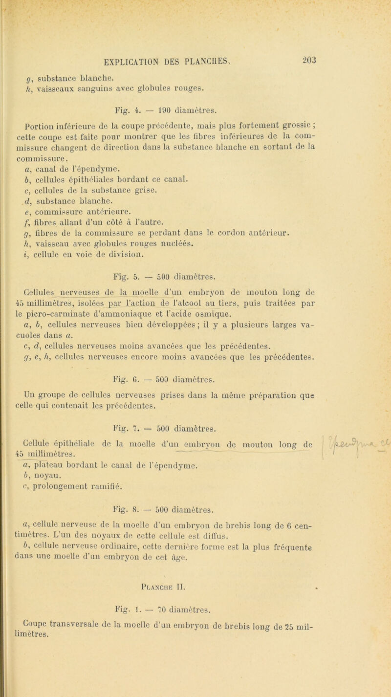 g, substance blanche. /i, vaisseaux sanguins avec globules rouges. Fig. 4. — 190 diamètres. Portion inférieure de la coupe précédente, mais plus fortement grossie ; cette coupe est faite pour montrer que les fibres inférieures de la com- missure changent de direction dans la substance blanche en sortant de la commissure. a, canal de l’épendyme. b, cellules épithéliales bordant ce canal. c, cellules de la substance grise. d, substance blanche. e, commissure antérieure. /■, fibres allant d’un côté à l’autre. g, fibres de la commissure se perdant dans le cordon antérieur. h, vaisseau avec globules rouges nucléés. t, cellule en voie de division. Fig. 5. — 500 diamètres. Cellules nerveuses de la moelle d’un embryon de mouton long de millimètres, isolées par l’action de l’alcool au tiers, puis traitées par le picro-carminate d’ammoniaque et l’acide osmique. a, b, cellules nerveuses bien développées ; il y a plusieurs larges va- cuoles dans a. c, d, cellules nerveuses moins avancées que les précédentes. g, e, h, cellules nerveuses encore moins avancées que les précédentes. Fig. G. — 500 diamètres. Un gi'oupe de cellules nerveuses prises dans la môme préparation que celle qui contenait les précédentes. Fig. 7. — 500 diamètres. Cellule épithéliale de la moelle d’un embryon de mouton long de 45 millimètres. а, plateau bordant le canal de l’épendyme. б, noyau. c, prolongement ramifié. Fig. 8. — 500 diamètres. а, cellule nerveuse de la moelle d’ua embryon de brebis long de G cen- timètres. L’un des noyaux de cette cellule est diffus. б, cellule nerveuse ordinaire, cette dernière forme est la plus fréquente dans une moelle d’un embryon de cet âge. POANCIIE 11. Fig. 1. — 70 diamètres. Coupe transversale de la moelle d’un embryon de brebis long de 25 mil- limètres.
