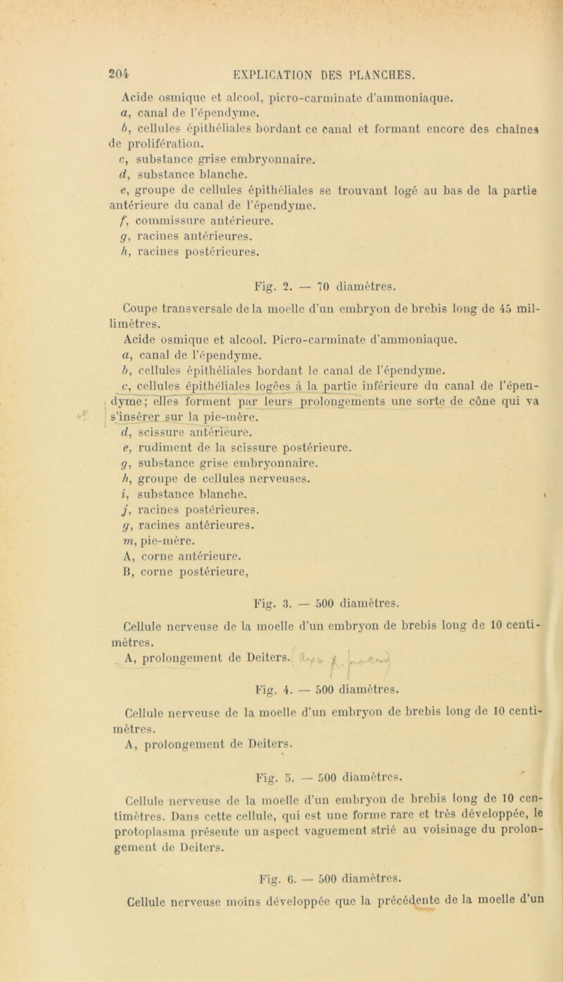 Acide osmique et alcool, picro-carniinate d’ammoniaque. а, canal de l’épendyme. б, cellules épithéliales bordant ce canal et formant encore des chaînes de prolifération. c, substance grise embryonnaire. d, substance blanche. e, groupe de cellules épithéliales se trouvant logé au bas de la partie antérieure du canal de l’épendyme. f, commissure antérieure. g, racines antérieures. A, racines postérieures. Fig. 2. — 70 diamètres. Coupe transversale de la moelle d’un embryon de brebis long de 45 mil- limètres. Acide osmique et alcool. Picro-carminate d’ammoniaque. a, canal de l’épendyme. b, cellules épithéliales bordant le canal de l’épendyme. c, cellules épithéliales logées à la partie inférieure du canal de l’épen- dyme; elles forment par leurs prolongements une sorte de côue qui va s^nsérer sur la pie-mère. tZ, scissure antérieure. e, rudiment de la scissure postérieure. g, substance grise embryonnaire. h, groupe de cellules nerveuses. i, substance blanche, y, racines postérieures. g, racines antérieures, w, pie-mère. A, corne antérieure. H, corne postérieure, Fig. 3. — 500 diamètres. Cellule nerveuse de la moelle d’un embryon de brebis long de 10 centi- mètres. A, prolongement de Deiters. ^ Fig. 4. — 500 diamètres. Cellule nerveuse de la moelle d’un embryon de brebis long de 10 centi- mètres. A, prolongement de Deiters. l’ig. 5. — 500 diamètres. Cellule nerveuse de la moelle d’un embrj'ou de brebis long de 10 cen- timètres. Dans cette cellule, qui est une forme rare et très développée, le protoplasma présente un aspect vaguement strié au voisinage du prolon- gement de Deiters. Fig. G. — 500 diamètres. Cellule nerveuse moins développée que la précédente de la moelle d’un