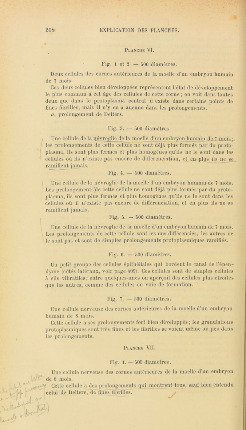 Planche VI. Fig. 1 et 2. — 500 diamètres. Deux cellules des cornes antérieures de la moelle d’un embryon humain de 7 mois. Ces deux cellules bien développées représentent l’état de développement le plus commun à cet âge des cellules de cette corne ; on voit dans toutes deux que dans le protoplasma central il existe dans certains points de fines fibrilles, mais il n’y en a aucune dans les prolongements. a, prolongement de Deiters. Fig. 3. — 500 diamètres. Une cellule de la névroglie de la moelle d’un embryon humain de 7 mois ; les prolongements de cette cellule ne sont déjà plus formés par du proto- plasma, ils sont plus fermes et plus homogènes qu’ils ne le sont dans les cellules où ils n’existe pas encore de dilférenciation, et eu plus ils iiesg^ ramifient jamais. Fig. 4. — 500 diamètres. Une cellule de la névroglie de la moelle d’un embryon humain de 7 mois. Les prolongements’de cette cellule ne sont déjà plus formés par du proto- plasma, ils sont plus fermes et plus homogènes qu’ils ne le sont dans les cellules où il n’existe pas encore de différenciation, et en plus ils ne se ramifient jamais. Fig. 5. — 500 diamètres. Une cellule de la névroglie de la moelle d’un embryon humain de 7 mois. Les prolongements de cette cellule sont les uns différenciés, les autres ne le sont pas et sont de simples prolongements protoplasmiques ramifiés. Fig. 6. — 500 diamètres. Un petit groupe des cellules épithéliales qui bordent le canal de l’épen- dyme (côtés latéraux, voir page 409). Ces cellules sont de simples cellules à cils vibratiles; entre quelques-unes on aperçoit des cellules plus étroites que les autres, comme des cellules en voie de formation. Fig. 7. — ,500 diamètres. Une cellule nerveuse des cornes antérieures de la moelle d’un embryon humain de 8 mois. Cette cellule a ses prolongements fort bien développés ; les granulations protoplasmiques sont très linos et les fibrilles se voient même un peu dans les prolongements. Planche Yll. Fig. 1. — 500 diamètres. Une cellule nerveuse des cornes antérieures de la moelle d’un embryon de 8 mois. ■< Cette cellule a des prolongements qui montrent tous, sauf bien entendu celui de Deiters, de fines fibrilles.