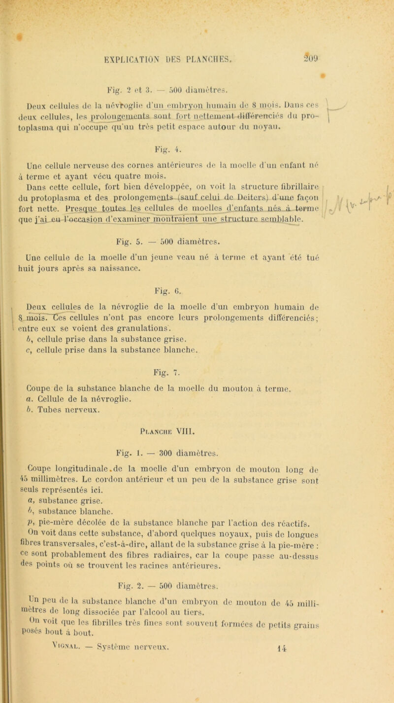 5ou Fig. 2 <>t 3. — r»00 dianiôtreâ. Deux cellules He la névtogli(î d’uii eiuhrj'on huniain de 8 mois. Dans res deux cellules, les prolüijg^emeuts sont fort nettement dill'érenciés du pro- toplasma qui n’occupe qu’un très petit espace autour du noyau. Fig. 4. Une cellule nerveuse des cornes antérieures de la moelle d'un enfant né à terme et ayant vécu quatre mois. Dans cette cellule, fort bien développée, on voit la structure fibiâllaire du protoplasma et des prolongements^-(sauf celui de Deiters) d’uue façon fort nette. Presque, toutes les cellules de moelles (Feafants uéa..à terme que i’^jeu l^ccasion d’cxaminerjn'oiHra une structure scmblalHe. Fig. 5. — oOO diamètres. Une cellule de la moelle d’un jeune veau né à terme et ayant été tué huit jours après sa naissance. Fig. G. Deux cellules de la névroglie de la moelle d’un embryon humain de 8 môîs7~tîes cellules n’ont pas encore leurs prolongements différenciés; entre eux se voient des granulations. h, cellule prise dans la substance grise, c, cellule prise dans la substance blanche. Fig. 7. Coupe de la substance blanche de la moelle du mouton à terme. a. Cellule de la névroglie. b. Tubes nerveux. Pl-ANCHE VIll. Fig. 1. — 300 diamètres. Coupe longitudinale.de la moelle d’un embryon de mouton long de 4.^ millimètres. Le cordon antérieur et un peu de la substance grise sont seuls représentés ici. a, substance grise, substance blanche. P, pie-mère décolée de la substance blanche par l’action des réactifs. On voit dans cette substance, d’abord quelques noyaux, puis de longues fibres transversales, c’est-à-dire, allant de la substance grise à la pie-mère : ce sont probablement des fibres radiaires, car la coupe jiassc au-dessus des points où se trouvent les racines antérieures. Fig. 2. — 500 diamètres. Ln peu de la substance blanche d’un embryon de mouton de 45 milli- mètres de long dissociée ]iar l’alcool au tiers. On voit que les fibrilles très fines sont souvent formées de petits grains posés bout à bout. ^IG^IAI.. — Système nerveux. 14