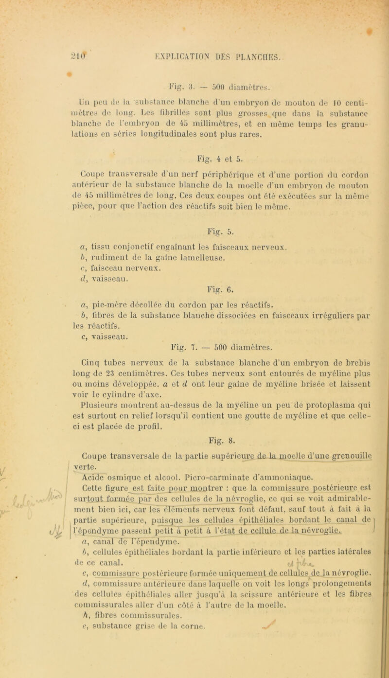 Fig. :L — r)00 diamètres. Fil peu de la sulistaiiee hlanetie d’un embryon de mouton de K) centi- mètres de long. Les üiu’illes sont plus grosses que dans la substance blanche de l’emliryon de 45 millimètres, et en meme temps les granu- lations en séries longitudinales sont plus l'arcs. Fig. 4 et 5. Coupe transversale d’un nerf périphérique et d’une portion du cordon antérieur de la sul)stance blanche de la moelle d’un embrj'on de mouton de 45 millimètres de long. Ces deux coupes ont été exécutées sur la même pièce, pour que l’action des réactifs soit bien le même. Fig. 5. «, tissu conjonctif engainant les faisceaux nerveux. /), rudiment de la gaine lamelleuse. 0, faisceau nerveux. d, vaisseau. Fig. 6. n, pie-mère décollée du cordon par les réactifs. b, fibres de la substance blanche dissociées en faisceaux irréguliers par les réactifs. c, vaisseau. Fig. 7. — 500 diamètres. Cinq tubes nerveux de la substance blanche d’un embryon do brebis long de 23 centimètres. Ces tubes nerveux sont entourés de myéline plus ou moins développée, a et d ont leur gaine de myéline brisée et laissent voir le cylindre d’axe. Plusieurs montrent au-dessus de la myéline un peu de protoplasma qui est surtout en relief lorsqu’il contient une goutte de myéline et que celle- ci est placée de profil. Fig. 8. Coupe transversale de la partie supérieure de la moelle d’une grenouille verte. Acide osniique et alcool. Picro-carminate d’ammoniaque. Cette figure est faite pour montrer : que la commissure postérieure est surtout formée par des cellules de la néyroglie, ce qui se voit admirable- ment bien ici, car les éléments nerveux font défaut, sauf tout à fait à la partie supérieure, puisque les cellules épithéliales bordant le canal de l’épondyme passent petit à petit à l’état de cellule de la névrogliq, a, canal de l’épendyme. b, cellules épithéliales bordant la partie inférieure et les parties latérales de ce canal. c, commissure postérieure formée uniquement de cellules dc.la névroglie. d, commissure antérieure dans laquelle on voit les longs prolongements des cellules éiiithéliales aller jusqu’à la scissure antérieure et les fibres commissurales aller d’un côté à l’autre de la moelle. h, fibres commissurales. e, snl)stancc grise de la corne.