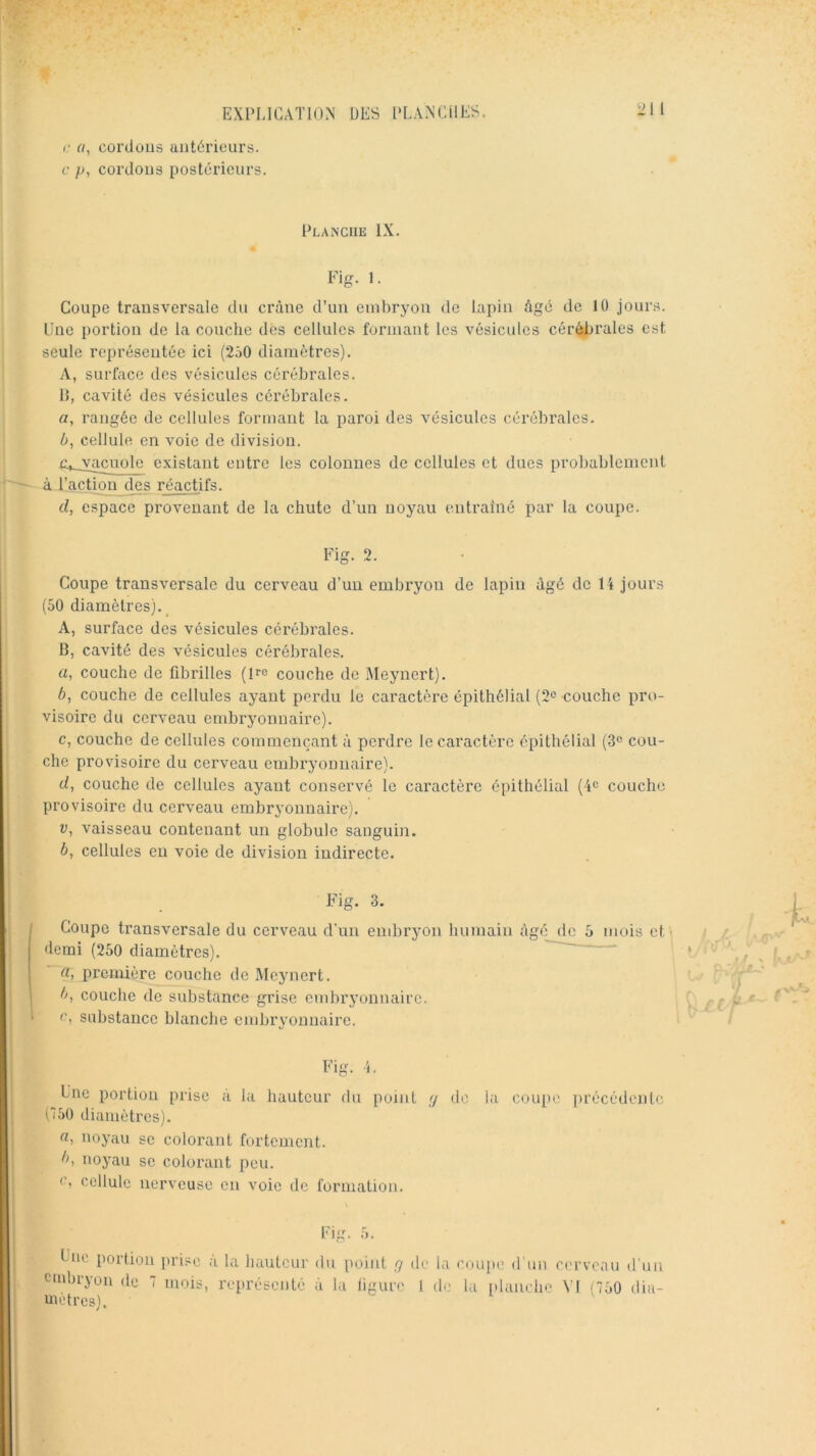 i: a, corduüs antérieurs. c p, cordons postérieurs. Planche IX, Fig. 1. Coupe transversale du crâne d’un embryon de lapin âgé de 10 jours. Une portion de la couche dés cellules formant les vésicidcs cérébrales est seule représentée ici (2ô0 diamètres). A, surface des vésicules cérébrales. IJ, cavité des vésicules cérébrales. a, rangée de cellules formant la paroi des vésicules cérébi’ales. â, cellule en voie de division. ryj^uolc existant entre les colonnes de cellules et dues probablement à l’action des réactifs. d, espace provenant de la chute d’un noyau entraîné par la coupe. Coupe transversale du cerveau d’un embryon de lapin âgé de 14 jours (50 diamètres). _ A, surface des vésicules cérébrales. B, cavité des vésicules cérébrales. a, couche de fibrilles couche de Meynert). b, couche de cellules ayant perdu le caractère épithélial (2^ couche pro- visoire du cerveau embryonnaire). c, couche de cellules commençant à perdre le caractère épithélial (3® cou- che provisoire du cerveau embryonnaire). d, couche de cellules ayant conservé le caractère épithélial couche provisoire du cerveau embryonnaire). V, vaisseau contenant un globule sanguin. b, cellules eu voie de division indirecte. Fig. 3. Coupe transversale du cerveau d’un embryon humain âgé de 5 mois et • i/. demi (250 diamètres). a, première couche de Meynert. Y'' b, couche de substance grise embryonnaire. y f ( fi ' O, substance blanclie embryonnaire. / Fig. i. Une portion prise a la hauteur du point (j di’, la coupe précédente (7.50 diamètres). noyau se colorant fortement. b^ noyau se colorant peu. e, cellule nerveuse en voie de formation. Lue portion [trise a la hauteur du point q do la eou]ie d un r('rveau d'un oubryon de 7 mois, représenté a la figure l de la idaueho VI {750 dia- üietres).