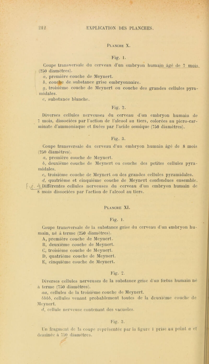 Planche X. Fig. 1. Coupe transversale du cerveau d’uu embryon humain âgé de 7 niç»i£ (250 diamètres). n, première couche de Meynert. b, couche de substance grise embryonnaire. f/, troisième couche de Meynert ou couche des grandes cellules pyra- midales. c, substance blanche. Eig. 2. Diverses cellules nerveuses du cerveau d’uu embryon humain de 7 mois, dissociées par l’action de l’alcool au tiers, colorées au picro-car- ininate d’ammoniaque et fixées par l’acide osmique (750 diamètres). Fig. 3. Coupe transversale du cerveau d’un embryon humain âgé de 8 mois (250 diamètres). rt, première couche de Meynert. deuxième couche de Meynert ou couche des petites cellules pyra- midales. c, troisième couche de Meynert ou des grandes cellules pyramidales. d, ([uatrième et cinquième couche de Meynert confondues ensemble. P ^.Dilférentes cellules nerveuses du cerveau d’un embryon humain de 8 mois dissociées par l’action de l’alcool au tiers. Planche XI. Fig. 1. Coupe transversale de la substance grise du cerveau d’un embryon hu- main, né à terme (250 diamètres). A, première couche de Meynert. H, deuxième couche de Meynert. C, troisième couche de Meynert. 1), quatrième couche de Meynert. E, cinquième couche de .Meynert. Fig. 2. Diverses cellules nerveuses de la substance grise d’un fœtus humain né a terme (750 diamètres). «a, cellules de la troisième couche de IMeynert. I)bbb, cellules venant probablement toutes de la deuxième couche de Meynert. d^ cellule nerveuse contenant des vacuoles. Eig. 3. lui fragment de la coupc représentée par la ligure 1 prise au jioinl a et dessinée à 7.50 diamètres.
