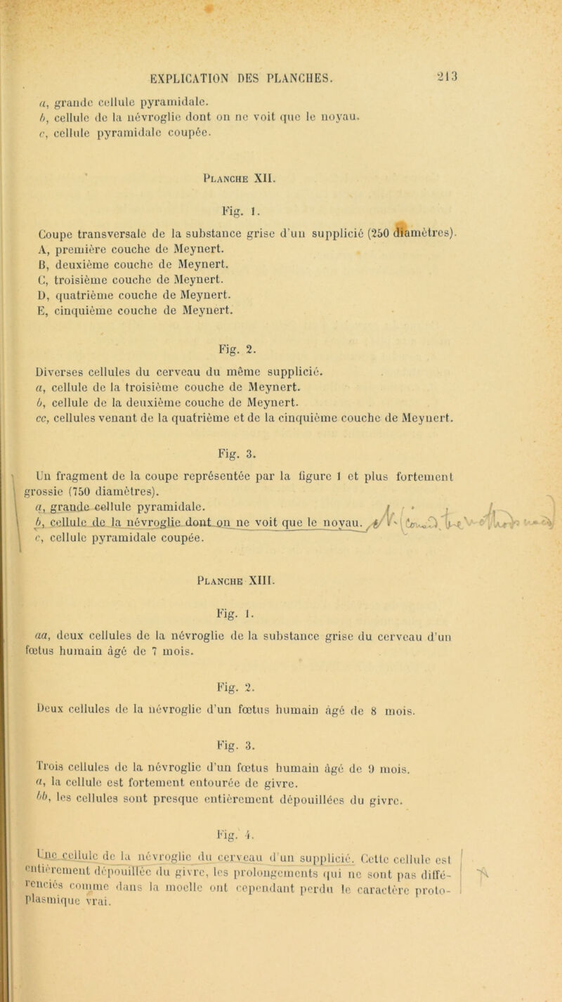a, grande cellule pyramidale. />, cellule de la névroglie dont on ne voit que le noyau. c, cellule pyramidale coupôe. Planche XII. Fi 1 Coupe transversale de la substanee grise d’un supplicié (250 diamètres). .\, première couche de Meynert. B, deuxième couche de Meynert. C, troisième couche de Meynert. Ü, quatrième couche de Meynert. E, cinquième couche de Meynert. Fig. 2. Diverses cellules du cerveau du même supplicié. а, cellule de la troisième couche de Meynert. б, cellule de la deuxième couche de Meynert. cc, cellules venant de la quatrième et de la cinquième couche de Meynert. Fig. 3. Un fragment de la coupe représentée par la ligure 1 et plus fortement grossie (750 diamètres). «, grande cellule pyramidale. h, cellule .de la névroglie-doftL_Q.n_ne voit que c, cellule pyramidale coupée. —c—^ y ' Planche XIII. Fig. 1. aa, deux cellules de la névroglie de la substance grise du cerveau d’un fœtus humain âgé de 7 mois. Fig. 2. Deux cellules de la névroglie d’un fœtus humain âgé de 8 mois. Fig. 3. Trois cellules de la névroglie d’un fœtus humain âgé de 9 mois. rt, la cellule est fortement entourée de givre. les cellules sont presque entièrement dépouillées du givre. Fig. l. Une cellule de la névroglie du cerveau d’un supplicié. Celte cellule est I f’idiercinent dépouillée du givre, les prolongements (|ui ne sont pas diffé- ■ > '■cncics comme dans la moelle ont cependant perdu le caractère proto- : plasmique vrai.