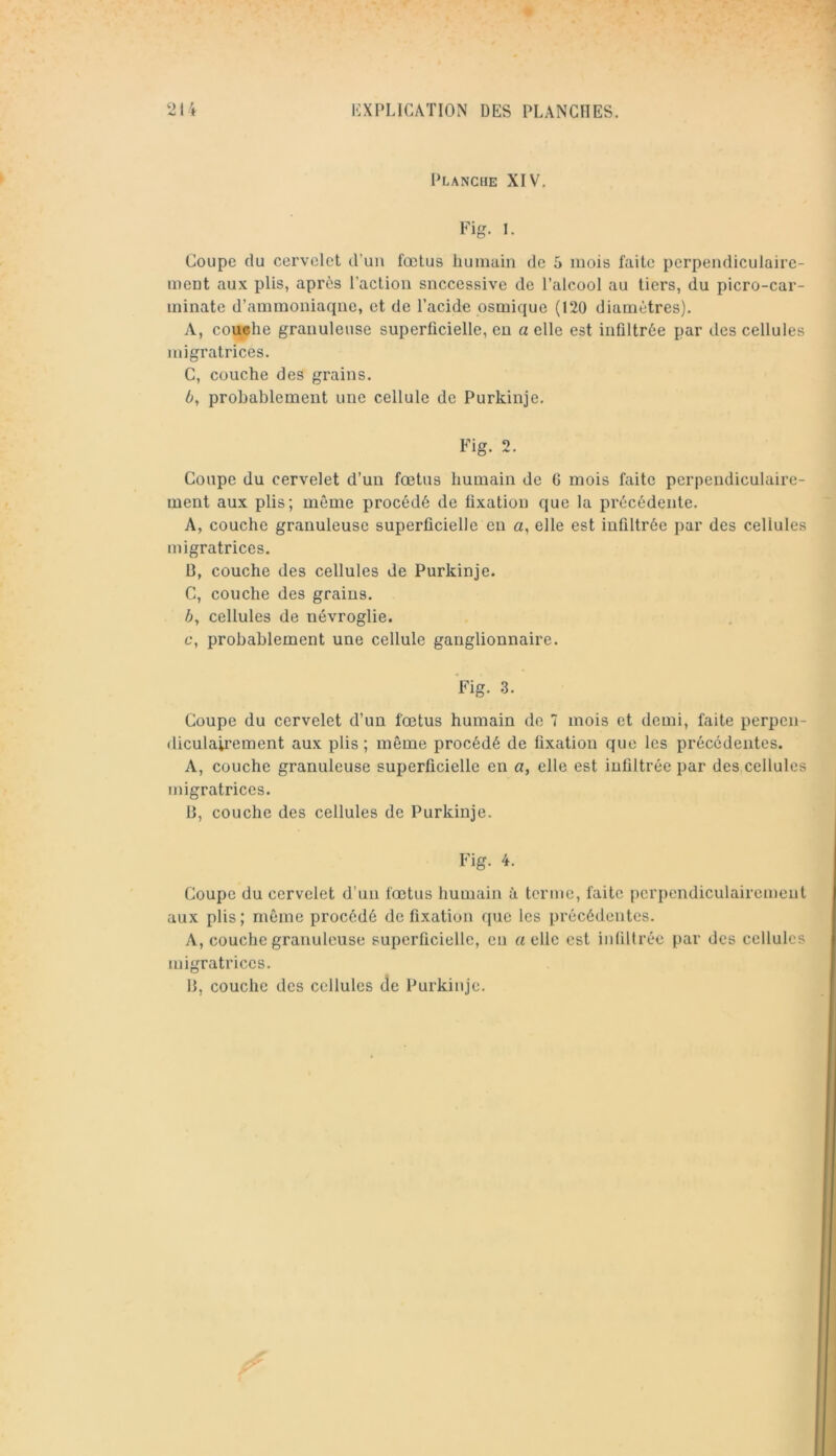 Planche XIV, Fig. 1. Coupe (lu cervelet d’un fœtus humain de 5 mois faite perpendiculaire- ment aux plis, après l’action successive de l’alcool au tiers, du picro-car- minate d’ammoniaqne, et de l’acide osmicfue (120 diamètres). A, couche granuleuse superficielle, eu a elle est iuQltrèe par des cellules migratrices. C, couche des grains. 6, probablement une cellule de Purkinje. Fig. 2. Coupe du cervelet d’un fœtus humain de G mois faite perpendiculaire- ment aux plis; même procédé de fixation que la précédente. A, couche granuleuse superficielle en a, elle est infiltrée par des cellules migratrices. 13, couche des cellules de Purkinje. C, couche des grains. 6, cellules de névroglie. c, probablement une cellule ganglionnaire. Fig. 3. Coupe du cervelet d’un fœtus humain do 7 mois et demi, faite perpen- diculaii’cment aux plis; même procédé de fixation que les précédentes. A, couche granuleuse superficielle en a, elle est infiltrée par des cellules migratrices. D, couche des cellules de Purkinje. Fig. 4. Coupe du cervelet d’un fœtus humain à terme, faite perpendiculairement aux plis ; même procédé de fixation fjue les précédentes. A, couche granuleuse superficielle, en ((elle est infiltrée par des cellules migratrices. 13, couche dos cellules (îe Purkinje.