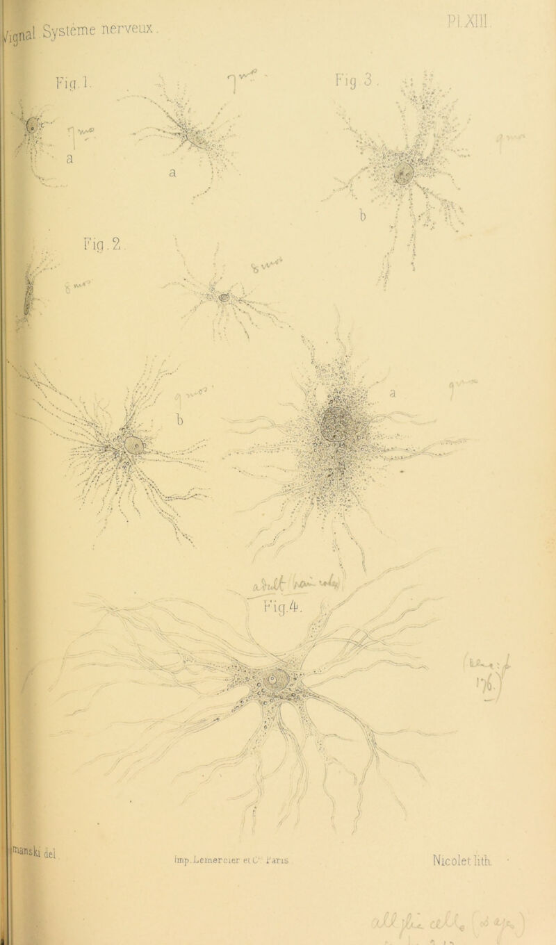 /ignal.Système nerveux. Pi.xm. '^a^skidel imp.Lemercier eiU‘ l'ans Nicoîetlitli.