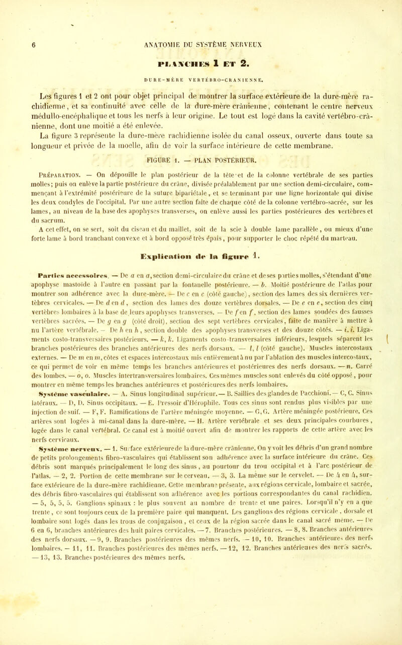 PLIUfCHES 1 ET 2. DURE-MÈRE V E R T É B R 0-C R A N IE N N E. Les figures 1 et 2 ont pour objet principal de montrer la surface extérieure de la dure-mère ra- chidienne , et sa continuité avec celle de la dure-mère crânienne, contenant le centre nerveux médullo-encéphalique et tous les nerfs à leur origine. Le tout est logé dans la cavité vertébro-crâ- nienne, dont une moitié a été enlevée. La figure 3 représente la dure-mère rachidienne isolée du canal osseux, ouverte dans toute sa longueur et privée de la moelle, afin de voir la surface intérieure de cette membrane. FIGURE 1. — PLAN POSTÉRIEUR. Préparation. — On dépouille le plan postérieur de la tôle‘et de la colonne vertébrale de ses parties molles; puis on enlève la partie postérieure du crâne, divisée préalablement par une section demi-circulaire, com- mençant à l'extrémité postérieure de la suture bipariétale, et se terminant par une ligne horizontale qui divise les deux condyles de l’occipital. Par une autre section faite de chaque côté de la colonne vertébro-sacrée, sur les lames, au niveau de la base des apophyses transverses, on enlève aussi les parties postérieures des vertèbres et du sacrum. A cet effet, on se sert, soit du ciseau et du maillet, soit de la scie à double lame parallèle, ou mieux d’une forte lame à bord tranchant convexe et à bord opposé très épais, pour supporter le choc répété du marteau. Explication «le la ligure b Parties accessoires. — De a en a,section demi-circulaire du crâne et deses parties molles, s’étendant d’une apophyse mastoïde à l’autre en passant par la fontanelle postérieure. — b. Moitié postérieure de l’atlas pour montrer son adhérence avec la dure-mère. — De c en c (côté gauche), section des lames des six dernières ver- tèbres cervicales. — De d en d, section des lames des douze vertèbres dorsales. — De e en e, section des cinq vertèbres lombaires à la base de,leurs apophyses transverses. — De f en f, section des lames soudées des fausses vertèbres sacrées. — De g en g (côté droit), section des sept vertèbres cervicales, faite de manière â mettre à nu l’artère vertébrale. - De h en h, section double des apophyses transverses et des douze côtés. — i, i. Liga- ments costo-transversaires postérieurs.—le, le. Ligaments costo-transversaires inférieurs, lesquels séparent les branches postérieures des branches antérieures des nerfs dorsaux. — 1,1 (côté gauche). Muscles intercostaux externes. — De m enm,côtes et espaces intercostaux mis entièrementà nu par l'ablation des muscles intercostaux, ce qui permet de voir en même temps les branches antérieures et postérieures des nerfs dorsaux. —n. Carré des lombes. — o, o. Muscles intertransversaires lombaires. Ces mêmes muscles sont enlevés du côté opposé, pour montrer en même temps les branches antérieures et postérieures des nerfs lombaires. Sysièmc vasculaire. — A. Sinus longitudinal supérieur.— B. Saillies des glandes de Pacchioni.— C, C. Sinus latéraux. — D, D. Sinus occipitaux. —E. Pressoir d’Hérophile. Tous ces sinus sont rendus plus visibles par une injection de suif. — F, F. Ramifications de l’artère méningée moyenne. — G,G. Artère méningée postérieure. Ces artères sont logées à mi-canal dans la dure-mère. — H. Artère vertébrale et ses deux principales courbures , logée dans le canal vertébral. Ce canal est à moitié ouvert afin de montrer les rapports de cette artère avec les nerfs cervicaux. Système nerveux. — 1. Surface extérieurede la dure-mère crânienne. On y voit les débris d’un grand nombre de petits prolongements fibro-vasculaires qui établissent son adhérence avec la surface intérieure du crâne. Ces débris sont marqués principalement le long des sinus, au pourtour du trou occipital et à l’arc postérieur de l’atlas. — 2, 2. Portion de celte membrane sur le cerveau. — 3, 3. La même sur le cervelet. — De A en A, sur- face extérieure de la dure-mère rachidienne. Cette membrane présente, aux régions cervicale, lombaire et sacrée, des débris fibro vasculaires qui établissent son adhérence avec les portions correspondantes du canal rachidien. — 5, 5, 5, 5. Ganglions spinaux : le plus souvent au nombre de trente et une paires. Lorsqu’il n’y en a que trente, ce sont toujours ceux de la première paire qui manquent. Les ganglions des régions cervicale , dorsale et lombaire sont logés dans les trous de conjugaison , et ceux de la région sacrée dans le canal sacré même. — De 6 en 6, branches antérieures des huit paires cervicales. — 7. Branches postérieures. — 8, 8. Branches antérieures des nerfs dorsaux. —9, 9. Branches postérieures des mêmes nerfs. — 10, 10. Branches antérieures des nerfs lombaires. — 11, 11. Branches postérieures des mêmes nerfs. —12, 12. Branches antérieuies des nerfs sacrés. —13, 13. Branches postérieures des mêmes nerfs.