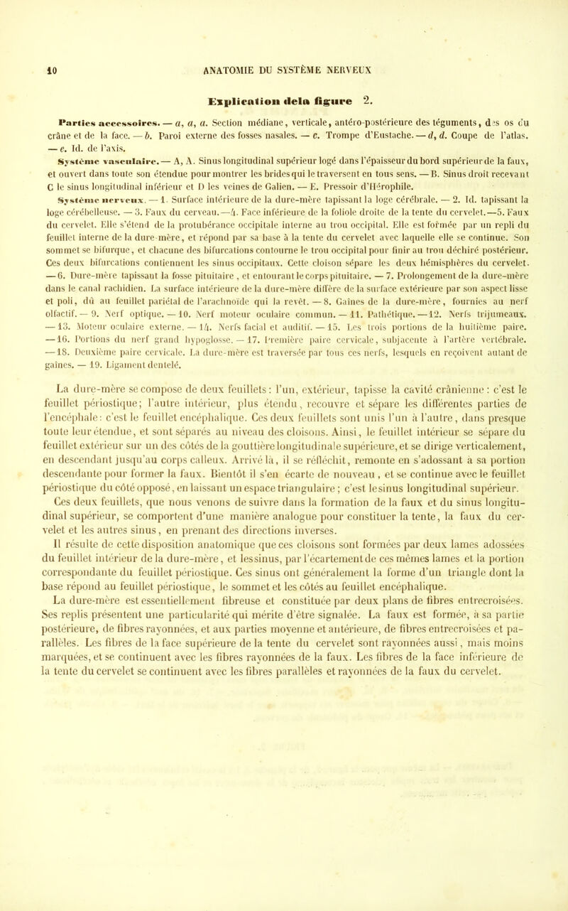 Explication «lela figure 2. Parties accessoires. — a, a, a. Section médiane, verticale, antéro-postérieure des téguments, des os du crâne et de la face. — b. Paroi externe des fosses nasales. — c. Trompe d’Eustache. — d, d. Coupe de l’atlas. — e. Id. de l’axis. Système vasculaire.— A, A. Sinus longitudinal supérieur logé dans l’épaisseur du bord supérieurde la faux, et ouvert dans toute son étendue pour montrer les brides qui le traversent en tous sens.—B. Sinus droit recevant C le sinus longitudinal inférieur et D les veines de Galien. — E. Pressoir d’Héropliile. Système nerveux. — 1. Surface intérieure de la dure-mère tapissant la loge cérébrale. — 2. Id. tapissant la loge cérébelleuse. — 3. Faux du cerveau.—h. Face inférieure de la foliole droite de la tente du cervelet.—5. Faux du cervelet. Elle s’étend de la protubérance occipitale interne au trou occipital. Elle est fofmée par un repli du feuillet interne de la dure-mère, et répond par sa base à la tente du cervelet avec laquelle elle se continue. Son sommet se bifurque, et chacune des bifurcations contourne le trou occipital pour finir au trou déchiré postérieur. Ces deux bifurcations contiennent les sinus occipitaux. Cette cloison sépare les deux hémisphères du cervelet. — 6. Dure-mère tapissant la fosse pituitaire , et entourant le corps pituitaire. — 7. Prolongement de la dure-mère dans le canal rachidien. La surface intérieure de la dure-mère diffère de la surface extérieure par son aspect lisse et poli, dû au feuillet pariétal de l’arachnoïde qui la revêt.—8. Gaines de la dure-mère, fournies au nerf olfactif.— 9. Nerf optique.— 10. Nerf moteur oculaire commun. — 11. Pathétique. —12. Nerfs trijumeaux. —13. Moteur oculaire externe. —14. Nerfs facial et auditif. —15. Les trois portions delà huitième paire. —16. Portions du nerf grand hypoglosse. —17. Première paire cervicale, subjaccnte à l’artère vertébrale. —18. Deuxième paire cervicale. La dure-mère est traversée par tous ces nerfs, lesquels en reçoivent autant de gaines. — 19. Ligament dentelé. La dure-mère se compose de deux feuillets : l’un, extérieur, tapisse la cavité crânienne : c’est le feuillet périostique; l’autre intérieur, plus étendu, recouvre et sépare les différentes parties de l’encéphale: c’est le feuillet encéphalique. Ces deux feuillets sont unis l’un à l’autre, dans presque toute leur étendue, et sont séparés au niveau des cloisons. Ainsi, le feuillet intérieur se sépare du feuillet extérieur sur un des côtés de la gouttière longitudinale supérieure, et se dirige verticalement, en descendant jusqu’au corps calleux. Arrivé là, il se réfléchit, remonte en s’adossant à sa portion descendante pour former la faux. Bientôt il s’en écarte de nouveau, et se continue avec le feuillet périostique du côté opposé, en laissant un espace triangulaire; c’est lesinus longitudinal supérieur. Ces deux feuillets, que nous venons de suivre dans la formation de la faux et du sinus longitu- dinal supérieur, se comportent d’une manière analogue pour constituer la tente, la faux du cer- velet et les autres sinus, en prenant des directions inverses. Il résulte de cette disposition anatomique que ces cloisons sont formées par deux lames adossées du feuillet intérieur de la dure-mère, et lessinus, par l’écartement de ces mêmes lames et la portion correspondante du feuillet périostique. Ces sinus ont généralement la forme d’un triangle dont la base répond au feuillet périostique, le sommet et les côtés au feuillet encéphalique. La dure-mère est essentiellement fibreuse et constituée par deux plans de fibres entrecroisées. Ses replis présentent une particularité qui mérite d’être signalée. La faux est formée, à sa partie postérieure, de fibres rayonnées, et aux parties moyenne et antérieure, de fibres entrecroisées et pa- rallèles. Les fibres de la face supérieure de la tente du cervelet sont rayonnées aussi, mais moins marquées, et se continuent avec les fibres rayonnées de la faux. Les fibres de la face inférieure de la tente du cervelet se continuent avec les fibres parallèles et rayonnées de la faux du cervelet.