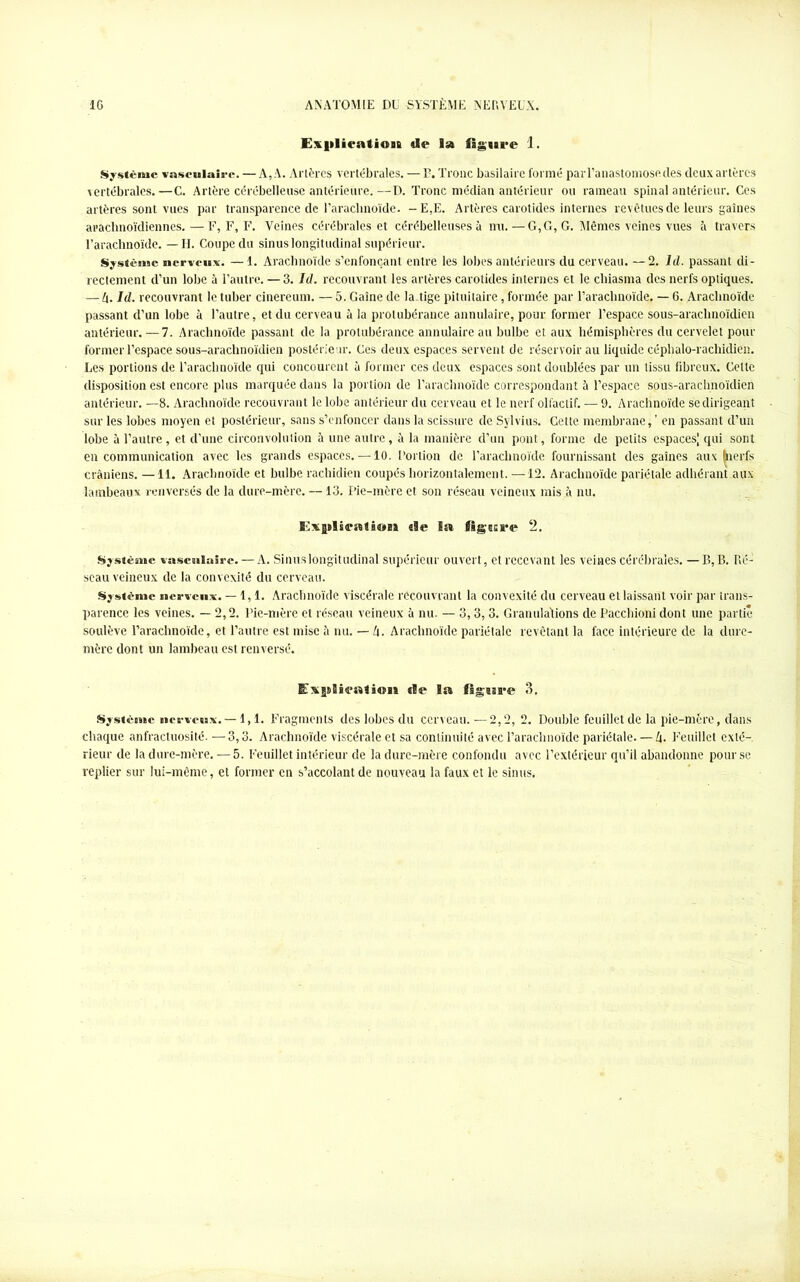 Espliratiogi de la figure 1. Système vasculaire. — A, A. Artères vertébrales. — B. Troue basilaire formé parT’anastomose des deux artères vertébrales. —C. Artère cérébelleuse antérieure. —D. Tronc médian antérieur ou rameau spinal antérieur. Ces artères sont vues par transparence de l’arachnoïde. -E,E. Artères carotides internes revêtues de leurs gaines arachnoïdiennes. —F, F, F. Veines cérébrales et cérébelleuses à nu. — G, G, G. Mêmes veines vues à travers l’arachnoïde. —II. Coupe du sinus longitudinal supérieur. Système nerveux. — 1. Arachnoïde s’enfonçant entre les lobes antérieurs du cerveau. — 2. Id. passant di- rectement d’un lobe à l’autre. — 3. Id. recouvrant les artères carotides internes et le chiasma des nerfs optiques. — lx. Id. recouvrant le tuber cinereum. — 5. Gaine de la.tige pituitaire, formée par l’arachnoïde. — 6. Arachnoïde passant d’un lobe à l’autre, et du cerveau à la protubérance annulaire, pour former l’espace sous-araclinoïdien antérieur. —7. Arachnoïde passant de la protubérance annulaire au bulbe et aux hémisphères du cervelet pour former l’espace sous-arachnoïdien postérieur. Ces deux espaces servent de réservoir au liquide céphalo-rachidien. Les portions de l’arachnoïde qui concourent à former ces deux espaces sont doublées par un tissu fibreux. Celte disposition est encore plus marquée dans la portion de l’arachnoïde correspondant à l’espace sous-arachnoïdien antérieur. —8. Arachnoïde recouvrant le lobe antérieur du cerveau et le nerf olfactif. — 9. Arachnoïde se dirigeant sur les lobes moyen et postérieur, sans s’enfoncer dans la scissure de Sylvius. Cette membrane,’ en passant d’un lobe à l’autre, et d’une circonvolution à une autre, à la manière d’un pont, forme de petits espaces! qui sont en communication avec les grands espaces. —10. Portion de l’arachnoïde fournissant des gaines aux fcerfs crâniens. —11. Arachnoïde et bulbe rachidien coupés horizontalement. —12. Arachnoïde pariétale adhérant aux lambeaux renversés de la dure-mère. —13. Pie-mère et son réseau veineux mis à nu. ExgtlseatâoBi ele la 2. Système vasculnlrc. — A. Sinus longitudinal supérieur ouvert, et recevant les veines cérébrales. — B, B. Ré- seau veineux de la convexité du cerveau. Système nerveux. — 1,1. Arachnoïde viscérale recouvrant la convexité du cerveau et laissant voir par trans- parence les veines. — 2,2. Pie-mère et réseau veineux à nu. — 3,3, 3. Granulations de Pacchioni dont une partie soulève l’arachnoïde, et l’autre est mise à nu. — h. Arachnoïde pariétale revêtant la face intérieure de la dure- mère dont un lambeau est renversé. Explication de la flgm'e 3. Système nerveux. —1,1. Fragments des lobes du cerveau.—2,2, 2. Double feuillet de la pie-mère, dans chaque anfractuosité. — 3,3. Arachnoïde viscérale et sa continuité avec l’arachnoïde pariétale. — k. Feuillet exté- rieur de la dure-mère. — 5. Feuillet intérieur de la dure-mère confondu avec l’extérieur qu’il abandonne pour se replier sur lui-même, et former en s’accolant de nouveau la faux et le sinus.