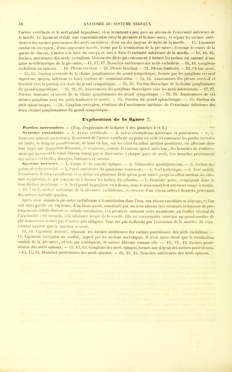 l’artère vertébrale et le nerf grand hypoglosse, et se terminant à peu près au niveau de l’extrémité inférieure de la moelle. Ce ligament établit une communication entre la pie-mère et la dure-mère, et sépare les racines anté- rieures des racines postérieures des nerfs rachidiens ; il est un des moyens de fixité de la moelle. — 15. Ligament caudal ou coccygien, d’une apparence nacrée, formé par la terminaison de la pie-mère ; il occupe le centre de la queue de cheval, s’insère à la base du coccyx et sert à fixer l’extrémité inférieure de la moelle. — 16, 16, 16. Racines antérieures des nerfs rachidiens. Chacun des filets qui concourent à former les racines est entouré d’une gaine névrilémalique de la pie-mère.—17,17,17. Branches antérieures des nerfs rachidiens.—18,18. Ganglions rachidiens ou spinaux. — 19. Plexus cervical. — 20. Plexus brachial. —21. Plexus lombaire. — 22. Plexus sacré. — 23, 23. Portion cervicale de la chaîne ganglionnaire du grand sympathique, formée par les ganglions cervical supérieur, moyen, inférieur et leurs cordons de communication. — 2Z|, 24. Anastomoses des plexus cervical et brachial avec la portion cervicale du grand sympathique. — 25, 25. Portion thoracique de la chaîne ganglionnaire du grand sympathique. — 26, 26, 26. Anastomoses des ganglions thoraciques avec les nerfs intercostaux — 27,27. Portion lombaire et sacrée de la chaîne ganglionnaire du grand sympathique. — 28, 28. Anastomoses de ces mêmes ganglions avec les nerfs lombaires et sacrés. — 29. Portion du grand splanchnique. — 30. Portion du petit splanchnique. - 31. Ganglion coccygien, résultant de l’anastomose médiane de l’extrémité inférieure des deux chaînes ganglionnaires du grand sympathique. Explication «le la figure 2. Parties accessoires. — (Voy. l’explication de la figure 1 des planches 1 et 2.) '®3 Système vasculaire. — A. Artère vertébrale. — B. Artère cérébelleuse inférieure et postérieure. — C, C. Rameaux spinaux postérieurs. Ils naissent de l’artère vertébrale au point où celle-ci contourne les parties latérales du bulbe, se dirigent parallèlement, de haut en bas, sur les côtés du sillon médian-postérieur, en affectant dans leur trajet une disposition flexueuse, et reçoivent, comme le rameau spinal antérieur, des branches de renforce- ment qui traversent le canal fibreux fourni par la dure-mère à chaque paire de nerfs. Ges branches proviennent des artères cervicales, dorsales, lombaires et sacrées. Système nerveux. _ i. Coupe de la couche optique. — 2. Tubercules quadrijumeaux. — 3. Section des pédoncules du cervelet. — 4. Paroi antérieure du quatrième ventricule. — 5. Nerf pathétique. — 6. Nerf auditif.’ Il contourne le corps restiforme et se divise en plusieurs filets qu’on peut suivre jusqu’au sillon médian du cala- mus scriptorius, et qui concourent à former les barbes du calamus. — 7. Huitième paire, s’engageant dans le trou déchiré postérieur. —8. Nerf grand hypoglosse vu à droite, dans le trou condylien antérieur coupé à moitié. — De 9 en 9, surface extérieure de la pie-mère rachidienne, recouverte d’un réseau artériel flexueux provenant des artères médulli-spinales. Après avoir soumis la pie-mère rachidienne à la macération dans l’eau, son réseau vasculaire se dégorge, et l’on voit alors qu’elle est rugueuse, d’un blanc nacré, constituée par un tissu fibreux très résistant, et hérissée de pro- longements cellulo-fibreux et cellulo-vasculaires. Les premiers unissent cette membrane au feuillet viscéral de l’arachnoïde ; les seconds, à la substance propre de la moelle. Elle est remarquable aussi par un grand nombre de plis transverses croisés par d’autres plis obliques. Tous ces plis s’effacent par l’extension de la moelle ; ils repa- raissent aussitôt que la traction a cessé. 10,10. Ligament dentelé, séparant les racines antérieures des racines postérieures des nerfs rachidiens.— 11. Ligament coccygien ou caudal, appelé par les anciens nerf impair. Il n’est autre chose que la terminaison caudale de la pie-mère, et est, par conséquent, de nature fibreuse comme elle. — 12, 12, 12. Racines posté- rieures des nerfs spinaux. — 13,13,13. Ganglions des nerfs spinaux, formés aux dépens des racines postérieures. —14, l/i, 14. Branches postérieures des nerfs spinaux. — 15, 15, 15. Branches antérieures des nerfs spinaux.