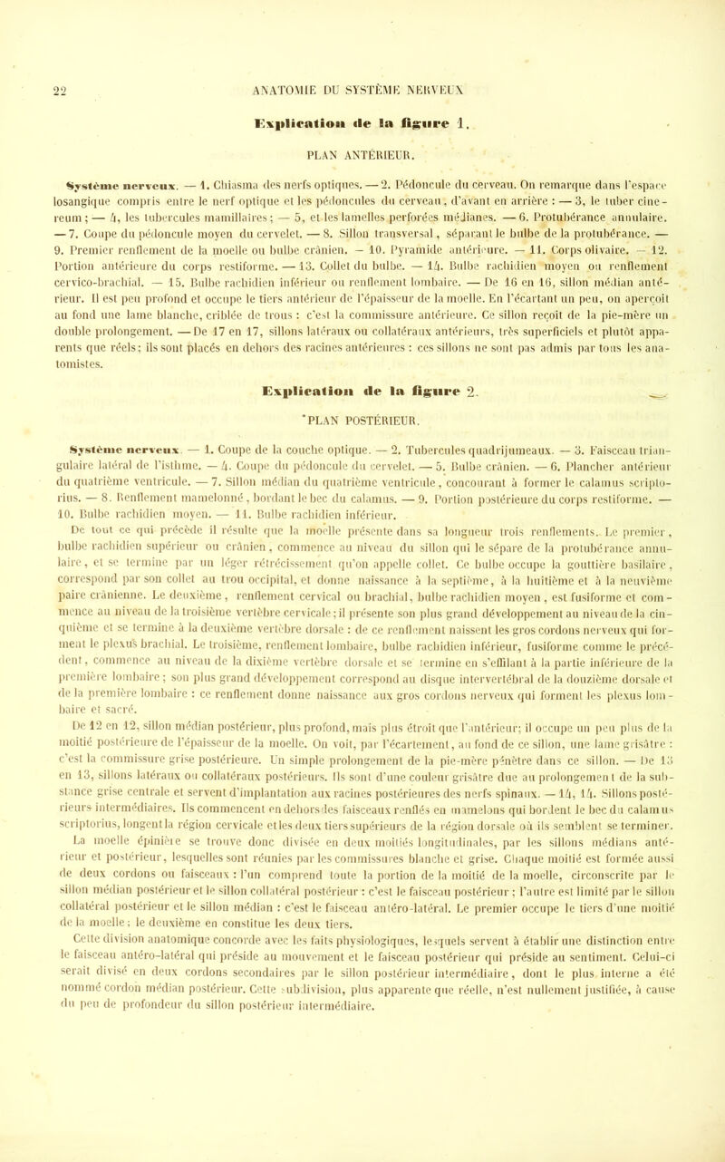 Explication «le la figure 1. PLAN ANTÉRIEUR. Système nerveux. — 1. Chiasma des nerfs optiques. — 2. Pédoncule du cerveau. On remarque dans l’espace losangique compris entre le nerf optique et les pédoncules d-u cerveau, d’avant en arrière : — 3, le luber cine- reum;;— A, les tubercules mamiilaires; — 5, et-les lamelles perforées médianes. —6. Protubérance annulaire. — 7. Coupe du pédoncule moyen du cervelet. — 8. Sillon transversal, séparant le bulbe de la protubérance. — 9. Premier renflement de la moelle ou bulbe crânien. — 10. Pyramide antérieure. — 11. Corps olivaire, — 12. Portion antérieure du corps restiforme. —13. Collet du bulbe. — IA. Bulbe rachidien '''moyen ou renflement cervico-brachial. — 15. Bulbe rachidien inférieur ou renflement lombaire. — De 16 en 16, sillon médian anté- rieur. Il est peu profond et occupe le tiers antérieur de l’épaisseur de la moelle. En l’écartant un peu, on aperçoit au fond une lame blanche, criblée de trous : c’est la commissure antérieure. Ce sillon reçoit de la pie-mère un double prolongement. —De 17 en 17, sillons latéraux ou collatéraux antérieurs, très superficiels et plutôt appa- rents que réels; ils sont placés en dehors des racines antérieures : ces sillons ne sont pas admis partons les ana- tomistes. Explication «le la figure 2. ‘PLAN POSTÉRIEUR. Système nerveux — 1. Coupe de la couche optique. — 2. Tubercules quadrijumeaux. — 3. Faisceau trian- gulaire latéral de l’isthme. — A. Coupe du pédoncule du cervelet. — 5. Bulbe crânien. — 6. Plancher antérieur du quatrième ventricule. — 7. Sillon médian du quatrième ventricule , concourant à former le calamus scriplo- rius. — 8. Renflement mamelonné, bordant le bec du calamus. — 9. Portion postérieure du corps restiforme. — 10. Bulbe rachidien moyen. — 11. Bulbe rachidien inférieur. De tout ce qui précède il résulte que la moelle présente dans sa longueur trois renflements.- Le premier, bulbe rachidien supérieur ou crânien, commence au niveau du sillon qui le sépare de la protubérance annu- laire, et se termine par un léger rétrécissement.qu’on appelle collet. Ce bulbe occupe la gouttière basilaire, correspond par son collet au trou occipital, et donne naissance à la septième, à la huitième et à la neuvième paire crânienne. Le deuxième, renflement cervical ou brachial, bulbe rachidien moyen, est fusiforme et com- mence au niveau de la troisième vertèbre cervicale ; il présente son plus grand développement au niveau de la cin- quième et se termine à la deuxième vertèbre dorsale : de ce renflement naissent les gros cordons nerveux qui for- ment le plexuls brachial. Le troisième, renflement lombaire, bulbe rachidien inférieur, fusiforme comme le précé- dent, commence au niveau de la dixième vertèbre dorsale et se lennine en s’effilant à la partie inférieure de la première lombaire ; son plus grand développement correspond au disque intervertébral de la douzième dorsale et de la première lombaire : ce renflement donne naissance aux gros cordons nerveux qui forment les plexus lom - baire et sacré. De 12 en 12, sillon médian postérieur, plus profond, mais plus étroit que l’antérieur; il occupe un peu plus de la moitié postérieure de l’épaisseur de la moelle. On voit, par l’écartement, au fond de ce sillon, une lame grisâtre : c’est la commissure grise postérieure. Un simple prolongement de la pie-mère pénètre dans ce sillon. — De 13 en 13, sillons latéraux ou collatéraux postérieurs, fis sont d’une couleur grisâtre due au prolongement de la sub- stance grise centrale et servent d’implantation aux racines postérieures des nerfs spinaux. — IA, IA. Sillons posté- rieurs intermédiaires. Ils commencent en dehors des faisceaux renflés en mamelons qui bordent le bec du calamus scriptorius, longentla région cervicale et les deux tiers supérieurs de la région dorsale où ils semblent se terminer. La moelle épinière se trouve donc divisée en deux moitiés longitudinales, par les sillons médians anté- rieur et postérieur, lesquelles sont réunies par les commissures blanche et grise. Chaque moitié est formée aussi de deux cordons ou faisceaux : l’un comprend toute la portion de la moitié de la moelle, circonscrite par le sillon médian postérieur et le sillon collatéral postérieur : c’est le faisceau postérieur ; l’autre est limité par le sillon collatéral postérieur et le sillon médian : c’est le faisceau antéro-latéral. Le premier occupe le tiers d’une moitié de la moelle ; le deuxième en constitue les deux tiers. Cette division anatomique concorde avec les faits physiologiques, lesquels servent à établir une distinction entre le faisceau antéro-latéral qui préside au mouvement et le faisceau postérieur qui préside au sentiment. Celui-ci serait divisé en deux cordons secondaires par le sillon postérieur intermédiaire, dont le plus,interne a été nommé cordon médian postérieur. Cette subdivision, plus apparente que réelle, n’est nullement justifiée, à cause du peu de profondeur du sillon postérieur intermédiaire.