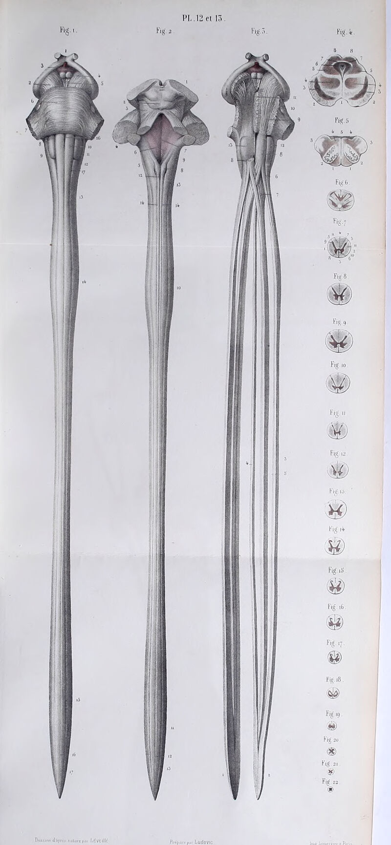 PI,. 12 et 13 Kig-r,.