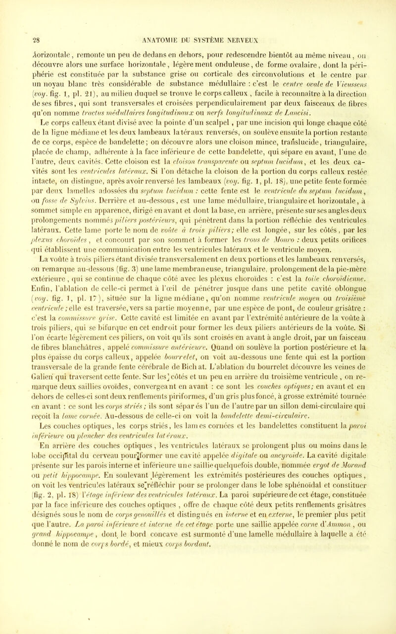 horizontale, remonte un peu de dedans en dehors, pour redescendre bientôt au même niveau, on découvre alors une surface horizontale, légèrement onduleuse, de forme ovalaire, dont la péri- phérie est constituée par la substance grise ou corticale des circonvolutions et le centre par un noyau blanc très considérable de substance médullaire : c’est le centre ovale de Vieussens (;voy. fig. 1, pl. 21), au milieu duquel se trouve le corps calleux , facile à reconnaître à la direction de ses fibres, qui sont transversales et croisées perpendiculairement par deux fàisceaux de fibres qu’on nomme tractus médullaires longitudinaux ou nerfs longitudinaux de Lancisi. Le corps calleux étant divisé avec la pointe d’un scalpel, par une incision qui longe chaque côté de la ligne médiane et les deux lambeaux latéraux renversés, on soulève ensuite la portion restante de ce corps, espèce de bandelette; on découvre alors une cloison mince, translucide, triangulaire, placée de champ, adhérente à la face inférieure de cette bandelette, qui sépare en avant, l’une de l’autre, deux cavités. Cette cloison est la cloison transparente ou septum lucidum, et les deux ca- vités sont les ventricules latéraux. Si l’on détache la cloison de la portion du corps calleux restée intacte, on distingue, après avoir renversé les lambeaux [voy.fig. 1, pl. 18), une petite fente formée par deux lamelles adossées du septum lucidum: cette fente est le ventricule du septum lucidum, ou fosse de Sylvius. Derrière et au-dessous, est une lame médullaire, triangulaire et horizontale, à sommet simple en apparence, dirigé en avant, et dont la base, en arrière, présente sur ses angles deux prolongements nommés piliers postérieurs, qui pénètrent dans la portion réfléchie des ventricules latéraux. Cette lame porte le nom de voûte à trois piliers; elle est longée, sur les côtés, par les plexus choroïdes , et concourt par son sommet à former les trous de Monro : deux petits orifices qui établissent une communication entre les ventricules latéraux et le ventricule moyen. La voûte à trois piliers étant divisée transversalement en deux portions et les lambeaux renversés, on remarque au-dessous (fig. 3) une lame membraneuse, triangulaire, prolongement delà pie-mère extérieure , qui se continue de chaque côté avec les plexus choroïdes : c’est la toile choroïdienne. Enfin, l’ablation de celle-ci permet à l’œil de pénétrer jusque dans une petite cavité oblongue [voy. fig. 1, pl. 17), située sur la ligne médiane, qu’on nomme ventricule moyen ou ti'oisième ventricule;zlie est traversée,vers sa partie moyenne, par une espèce de pont, de couleur grisâtre : c’est la commissure grise. Cette cavité est limitée en avant par l’extrémité antérieure de la voûte à trois piliers, qui se bifurque en cet endroit pour former les deux piliers antérieurs de la voûte. Si l’on écarte légèrement ces piliers, on voit qu’ils sont croisés en avant à angle droit, par un faisceau de fibres blanchâtres, appelé commissure antérieure. Quand on soulève la portion postérieure et la plus épaisse du corps calleux, appelée bourrelet, on voit au-dessous une fente qui est la portion transversale de la grande fente cérébrale de Bich at. L’ablation du bourrelet découvre les veines de Galien' qui traversent cette fente. Sur lesj côtés et un peu en arrière du troisième ventricule , on re- marque deux saillies ovoïdes, convergeant en avant : ce sont les couches optiques; en avant et en dehors de celles-ci sont deux renflements piriformes, d’un gris plus foncé, à grosse extrémité tournée en avant : ce sont les corps striés; ils sont séparés l’un de l’autre par un sillon demi-circulaire qui reçoit la lame cornée. Au-dessous de celle-ci on voit la bandelette demi-circulaire. Les couches optiques, les corps striés, les lames cornées et les bandelettes constituent la paroi inférieure ou plancher des ventricules lat éraux. En arrière des couches optiques , les ventricules latéraux se prolongent plus ou moins dans le lobe occipital du cerveau pour^former une cavité appelée digitale ou ancyroïde. La cavité digitale présente sur les parois interne etinférieure une saillie quelquefois double, nommée ergot de Morand ou petit hippocampe. En soulevant légèrement les extrémités postérieures des couches optiques, on voit les ventricules latéraux se'réfléchir pour se prolonger dans le lobe sphénoïdal et constituer (fig. 2, pl. 18) l’étage inférieur des ventricules latéraux. La. paroi supérieure de cet étage, constituée par la face inférieure des couches optiques , offre de chaque côté deux petits renflements grisâtres désignés sous le nom de corps genouil/és et distingués en interne et en externe, le premier plus petit que l’autre. La paroi inférieure et interne de cet étage porte une saillie appelée corne d’Ammon , ou grand hippocampe , dont le bord concave est surmonté d’une lamelle médullaire à laquelle a été donné le nom de corps bordé, et mieux corps bordant.