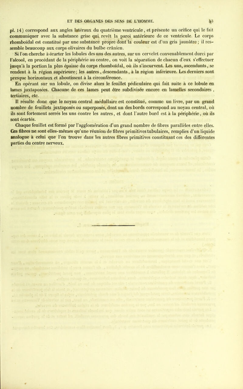 pl. 14) correspond aux angles latéraux du quatrième ventricule, et présente un orifice qui le fait communiquer avec la substance grise qui. revêt la paroi antérieure de ce ventricule. Le corps rhomboïdal est constitué par une substance propre dont la couleur est d’un gris jaunâtre ; il res- semble beaucoup aux corps olivaires du bulbe crânien. Si l’on cherche à écarter les lobules des uns des autres, sur un cervelet convenablement durci par l’alcool, en procédant de la périphérie au centre, on voit la séparation de chacun d’eux s’effectuer jusqu’à la portion la plus épaisse du corps rhomboïdal, où ils s’incurvent. Les uns, ascendants, se rendent à la région supérieure; les autres, descendants, à la région inférieure. Les derniers sont presque horizontaux et aboutissent à la circonférence. En opérant sur un lobule, on divise alors le feuillet pédiculaire qui fait suite à ce lobule en lames juxtaposées. Chacune de ces lames peut être subdivisée encore en lamelles secondaires , tertiaires, etc. Il résulte donc que le noyau central médullaire est constitué, comme un livre, par un grand nombre de feuillets juxtaposés ou superposés, dont un des bords correspond au noyau central, où ils sont fortement serrés les uns contre les autres, et dont l’autre bord est à la périphérie, où ils sont écartés. Chaque feuillet est formé par l’agglomération d’un grand nombre de fibres parallèles entre elles. Ces fibres ne sont elles-mêmes qu’une réunion de fibres primitives tubulaires, remplies d’un liquide analogue à celui que l’on trouve dans les autres fibres primitives constituant ces des différentes parties du centre nerveux.