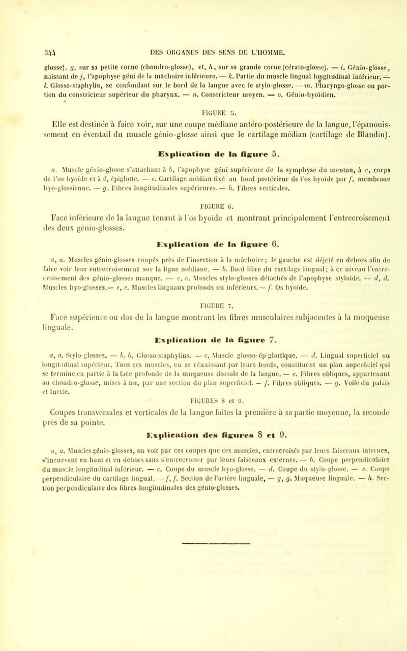 glosse), g, sur sa petite corne (chondro-glosse), et, h, sur sa grande corne (céralo-glosse). —». Génio-glosse, naissant de j, l’apophyse géni de la mâchoire inférieure. — k. Partie du muscle lingual longitudinal inférieur. — l. Glosso-staphylin, se confondant sur le bord de la langue avec le stylo-glosse. — m. pïiaryngo-glosse ou por- tion du constricteur supérieur du pharynx. — n. Constricteur moyen. — o. Génio-hyoïdien. FIGURE 5. Elle est destinée à faire voir, sur une coupe médiane antéro-postérieure de la langue, l’épanouis- sement en éventail du muscle génio-glosse ainsi que le cartilage médian (cartilage de Blandin). Explication de la figure 5. a. Muscle génio-glosse s’attachant à 6, l’apophyse géni supérieure de la symphyse du menton, à c, corps de l’os hyoïde et à d, épiglotte. — e. Cartilage médian fixé au bord postérieur de l’os hyoïde par f, membrane hyo-glossienne. — g. Fibres longitudinales supérieures.— h. Fibres verticales. FIGURE G. Face inférieure de la langue tenant à l’os hyoïde et montrant principalement l’entrecroisement des deux génio-glosses. Explication de la figure 6. a, a. Muscles génio-glosses coupés près de l’insertion à la mâchoire; le gauche est déjelé en dehors afin de faire voir leur entrecroisement sur la ligne médiane. — 6. Bord libre du cartilage lingual; à ce niveau l’entre- croisement des génio-glosses manque. — c, c. Muscles stylo-glosses détachés de l’apophyse styloïde. — d, d. Muscles byo-glosses.— e, e. Muscles linguaux profonds ou inférieurs.— f. Os hyoïde. FIGURE 7. Face supérieure ou dos de la langue montrant les fibres musculaires subjacentes à la muqueuse linguale. Explicution de la figure 7. a, a. Stylo-glosses. — 6, 6. Glosso-staphylins. — c. Muscle glosso-épiglottlque. — d. Lingual superficiel ou longitudinal supérieur. Tous ces muscles, en se réuaissant par leurs bords, constituent un plan superficiel qui se termine en partie â la face profonde de la muqueuse dorsale de la langue. — e. Fibres obliques, appartenant au chondro-glosse, mises à nu, par une section du plan superficiel. — f. Fibres obliques. — g. Voile du palais et luette. FIGURES 8 et 9. Coupes transversales et verticales de la langue faites la première à sa partie moyenne, la seconde près de sa pointe. Explication dc« figures 8 et 9. a, a. Muscles génio-glosses, on voit par ces coupes que ces muscles, entrecroisés par leurs faisceaux internes, s’incurvent en haut et en dehors sans s’entrecroiser par leurs faisceaux externes. — b. Coupe perpendiculaire du muscle longitudinal inférieur. — c. Coupe du muscle hyo-glosse. — d. Coupe du stylo-glosse. — e. Coupe perpendiculaire du cartilage lingual. — f, f. Section de l’artère linguale, — g, g. Muqueuse linguale. — h. Sec- tion perpendiculaire des fibres longitudinales des génio-glosses.