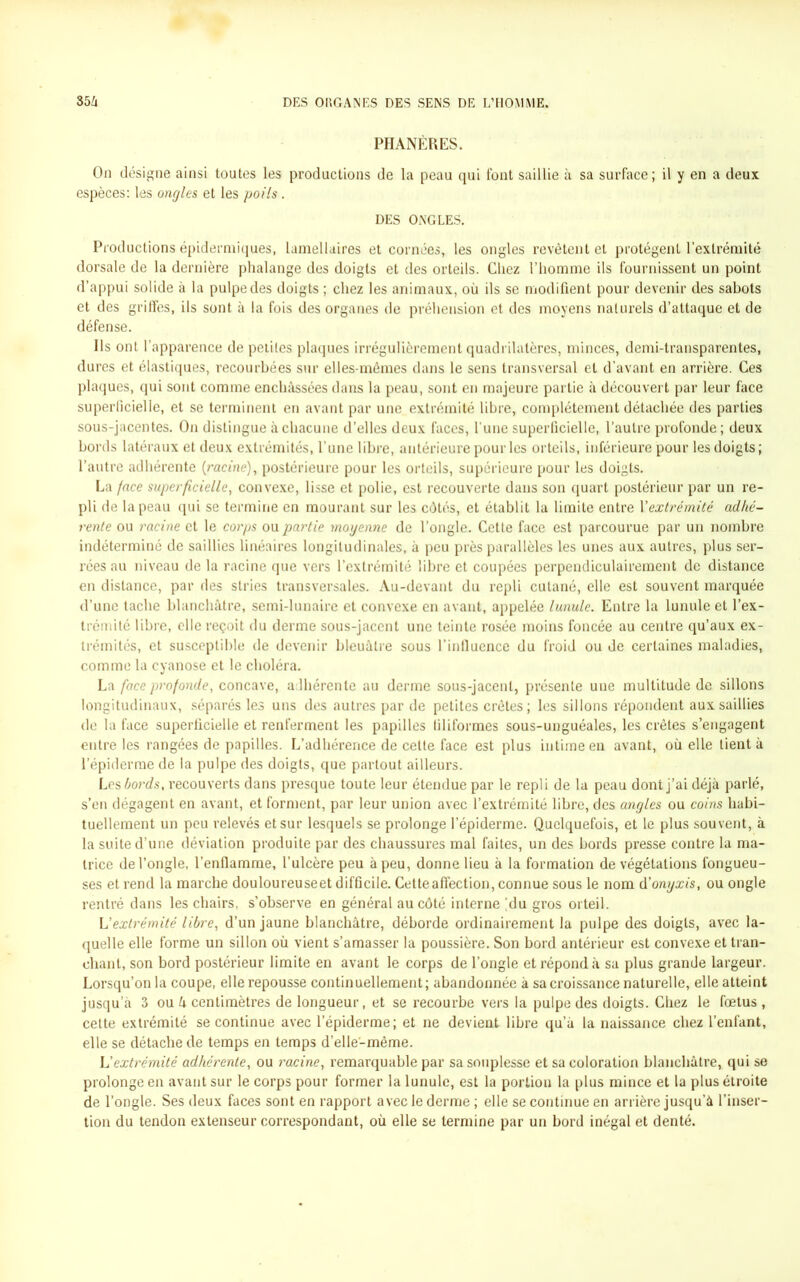 PHANÈRES. On désigne ainsi toutes les productions de la peau qui font saillie à sa surface; il y en a deux espèces: les ongles et les poils. DES ONGLES. Productions épidermiques, lamellaires et cornées, les ongles revêtent et protègent l’extrémité dorsale de la dernière phalange des doigts et des orteils. Chez l’homme ils fournissent un point d’appui solide à la pulpe des doigts ; chez les animaux, où ils se modifient pour devenir des sabots et des griffes, ils sont à la fois des organes de préhension et des moyens naturels d’attaque et de défense. Ils ont l’apparence de petites plaques irrégulièrement quadrilatères, minces, demi-transparentes, dures et élastiques, recourbées sur elles-mêmes dans le sens transversal et d’avant en arrière. Ces plaques, qui sont comme enchâssées dans la peau, sont en majeure partie à découvert par leur face superficielle, et se terminent en avant par une extrémité libre, complètement détachée des parties sous-jacentes. On distingue à chacune d’elles deux faces, l’une superficielle, l’autre profonde ; deux bords latéraux et deux extrémités, l’une libre, antérieure pour les orteils, inférieure pour les doigts; l’autre adhérente (racine), postérieure pour les orteils, supérieure pour les doigts. La face superficielle, convexe, lisse et polie, est recouverte dans son quart postérieur par un re- pli de la peau qui se termine en mourant sur les côtés, et établit la limite entre l'extrémité adhé- rente ou racine et le corps ou partie moyenne de l’ongle. Cette face est parcourue par un nombre indéterminé de saillies linéaires longitudinales, à peu près parallèles les unes aux autres, plus ser- rées au niveau de la racine que vers l’extrémité libre et coupées perpendiculairement de distance en distance, par des stries transversales. Au-devant du repli cutané, elle est souvent marquée d’une tache blanchâtre, semi-lunaire et convexe en avant, appelée lunule. Entre la lunule et l’ex- trémité libre, elle reçoit du derme sous-jacent une teinte rosée moins foncée au centre qu’aux ex- trémités, et susceptible de devenir bleuâtre sous l’influence du froid ou de certaines maladies, comme la cyanose et le choléra. La face profonde, concave, adhérente au derme sous-jacent, présente une multitude de sillons longitudinaux, séparés les uns des autres par de petites crêtes; les sillons répondent aux saillies de la face superficielle et renferment les papilles liliformes sous-unguéales, les crêtes s’engagent entre les rangées de papilles. L’adhérence de cette face est plus intime en avant, où elle tient à l’épiderme de la pulpe des doigts, que partout ailleurs. Les bords, recouverts dans presque toute leur étendue par le repli de la peau dont j’ai déjà parlé, s’en dégagent en avant, et forment, par leur union avec l’extrémité libre, des angles ou coins habi- tuellement un peu relevés et sur lesquels se prolonge l’épiderme. Quelquefois, et le plus souvent, à la suite d’une déviation produite par des chaussures mal faites, un des bords presse contre la ma- trice de l’ongle, l’enflamme, l’ulcère peu à peu, donne lieu à la formation de végétations fongueu- ses et rend la marche douloureuseet difficile. Cette affection, connue sous le nom d’onyxis, ou ongle rentré dans les chairs, s’observe en général au côté interne 'du gros orteil. L'extrémité libre, d’un jaune blanchâtre, déborde ordinairement la pulpe des doigts, avec la- quelle elle forme un sillon où vient s’amasser la poussière. Son bord antérieur est convexe et tran- chant, son bord postérieur limite en avant le corps de l’ongle et répond à sa plus grande largeur. Lorsqu’on la coupe, elle repousse continuellement; abandonnée à sa croissance naturelle, elle atteint jusqu’à 3 ou U centimètres de longueur, et se recourbe vers la pulpe des doigts. Chez le fœtus , cette extrémité se continue avec l’épiderme; et ne devient libre qu’à la naissance chez l’enfant, elle se détache de temps en temps d’elle'-même. L'extrémité adhérente, ou racine, remarquable par sa souplesse et sa coloration blanchâtre, qui se prolonge en avant sur le corps pour former la lunule, est la portion la plus mince et la plus étroite de l’ongle. Ses deux faces sont en rapport avec le derme ; elle se continue en arrière jusqu’à l’inser- tion du tendon extenseur correspondant, où elle se termine par un bord inégal et denté.