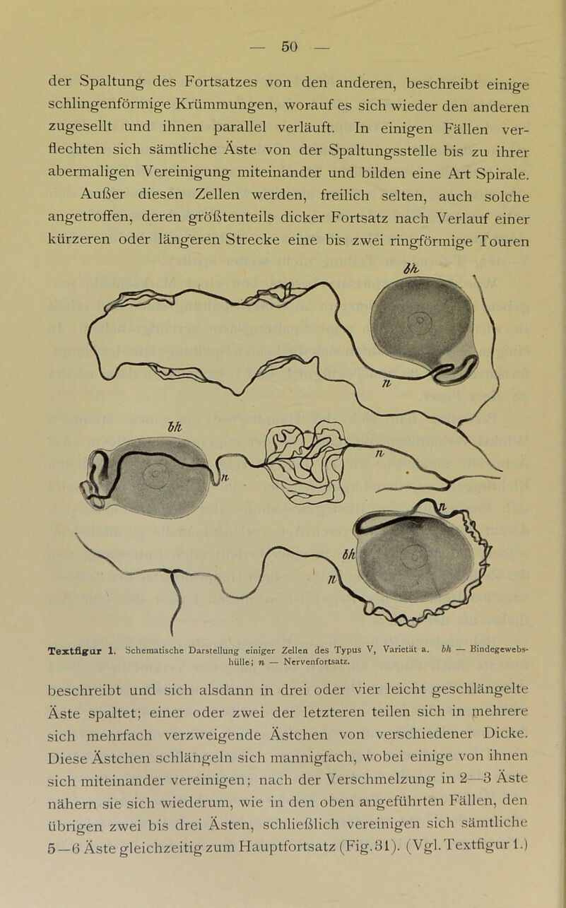 der Spaltung des Fortsatzes von den anderen, beschreibt einige schlingenförmige Krümmungen, worauf es sich wieder den anderen zugesellt und ihnen parallel verläuft. In einigen Fällen ver- flechten sich sämtliche Äste von der Spaltungsstelle bis zu ihrer abermaligen Vereinigung miteinander und bilden eine Art Spirale. Außer diesen Zellen werden, freilich selten, auch solche angetroffen, deren größtenteils dicker Fortsatz nach Verlauf einer kürzeren oder längeren Strecke eine bis zwei ringförmige Touren Textfigrur 1. Schematische Darstellung einiger Zellen des Typus V, Varietät a. bh — Bindegewebs- hülle; n — Nervenfortsatz. beschreibt und sich alsdann in drei oder vier leicht geschlängelte Äste spaltet; einer oder zwei der letzteren teilen sich in mehrere sich mehrfach verzweigende Ästchen von verschiedener Dicke. Diese Ästchen schlängeln sich mannigfach, wobei einige von ihnen sich miteinander vereinigen; nach der Verschmelzung in 2—3 Äste nähern sie sich wiederum, wie in den oben angeführten Fällen, den übrigen zwei bis drei Ästen, schließlich vereinigen sich sämtliche 5—(3 Äste gleichzeitig zum Hauptfortsatz (Fig.31). (Vgl. Textfigur 1.)