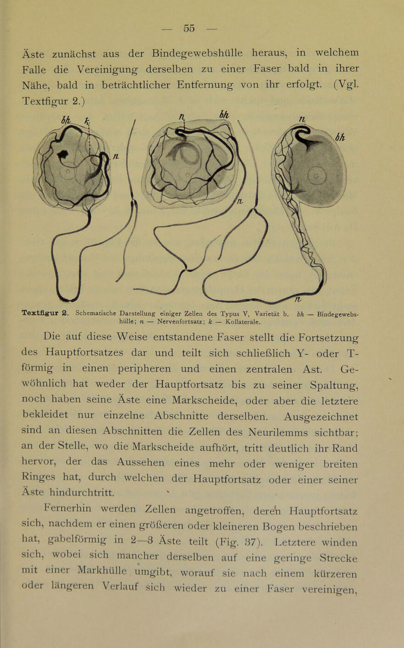Äste zunächst aus der Bindegewebshülle heraus, in welchem Falle die Vereinigung derselben zu einer Faser bald in ihrer Nähe, bald in beträchtlicher Entfernung von ihr erfolgt. (Vgl. Textfigur 2.) Textfignr 2. Schematische Darstellung einiger Zellen des Typus V, Varietät b. bfl — Bindegewebs- hülle; n — Nervenfortsatz; k — Kollaterale. Die auf diese Weise entstandene F'aser stellt die Fortsetzung des Hauptfortsatzes dar und teilt sich schließlich Y- oder T- förmig in einen peripheren und einen zentralen Ast. Ge- wöhnlich hat weder der Hauptfortsatz bis zu seiner Spaltung, noch haben seine Äste eine Markscheide, oder aber die letztere bekleidet nur einzelne Abschnitte derselben. Ausgezeichnet sind an diesen Abschnitten die Zellen des Neurilemms sichtbar; an der Stelle, wo die Markscheide aufhört, tritt deutlich ihr Rand hervor, der das Aussehen eines mehr oder weniger breiten Ringes hat, durch welchen der Hauptfortsatz oder einer seiner Äste hindurchtritt. Fernerhin werden Zellen angetroffen, dereVi Hauptfortsatz sich, nachdem er einen größeren oder kleineren Bogen beschrieben hat, gabelförmig in 2—3 Äste teilt (Fig. 37). Letztere winden sich, wobei sich mancher derselben auf eine geringe Strecke mit einer Markhülle umgibt, worauf sie nach einem kürzeren oder längeren Verlauf sich wieder zu einer Faser vereinigen,