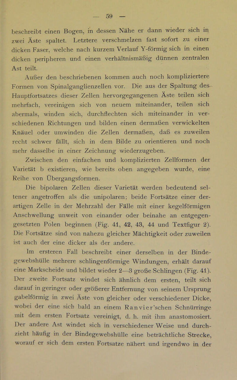 beschreibt einen Bogen, in dessen Nähe er dann wieder sich in zwei Äste spaltet. Letztere verschmelzen fast sofort zu einer dicken Faser, welche nach kurzem Verlauf Y-förmig sich in einen dicken peripheren und einen verhältnismäßig dünnen zentralen Ast teilt. Außer den beschriebenen kommen auch noch kompliziertere Formen von Spinalganglienzellen vor. Die aus der Spaltung des- Hauptfortsatzes dieser Zellen hervorgegangenen Äste teilen sich mehrfach, vereinigen sich von neuem miteinander, teilen sich abermals, winden sich, durchflechten sich miteinander in ver- schiedenen Richtungen und bilden einen dermaßen verwickelten Knäuel oder umwinden die Zellen dermaßen, daß es zuweilen recht schwer fällt, sich in dem Bilde zu orientieren und noch mehr dasselbe in einer Zeichnung wiederzugeben. Zwischen den einfachen und komplizierten Zellformen der Varietät b existieren, wie bereits oben angegeben wurde, eine Reihe von Übergangsformen. Die bipolaren Zellen dieser Varietät werden bedeutend sel- tener angetroffen als die unipolaren; beide Fortsätze einer der- artigen Zelle in der Mehrzahl der Fälle mit einer kegelförmigen Anschwellung unweit von einander oder beinahe an entgegen- gesetzten Polen beginnen (Fig. 41, 42, 43, 44 und Textfigur 2). Die Fortsätze sind von nahezu gleicher Mächtigkeit oder zuweilen ist auch der eine dicker als der andere. Im ersteren Fall beschreibt einer derselben in der Binde- gewebshülle mehrere schlingenförmige Windungen, erhält darauf eine Markscheide und bildet wieder 2—3 große Schlingen (Fig. 41). Der zweite Fortsatz windet sich ähnlich dem ersten, teilt sich darauf in geringer oder größerer Entfernung von seinem Ursprung gabelförmig in zwei Äste von gleicher oder verschiedener Dicke, wobei der eine sich bald an einem Ranvier’schen Schntirringe mit dem ersten Fortsatz vereinigt, d. h. mit ihm anastomosiert. Der andere Ast windet sich in verschiedener Weise und durch- zieht häufig in der Bindegewebshülle eine beträchtliche Strecke, worauf er sich dem ersten Fortsatze nähert und irgendwo in der