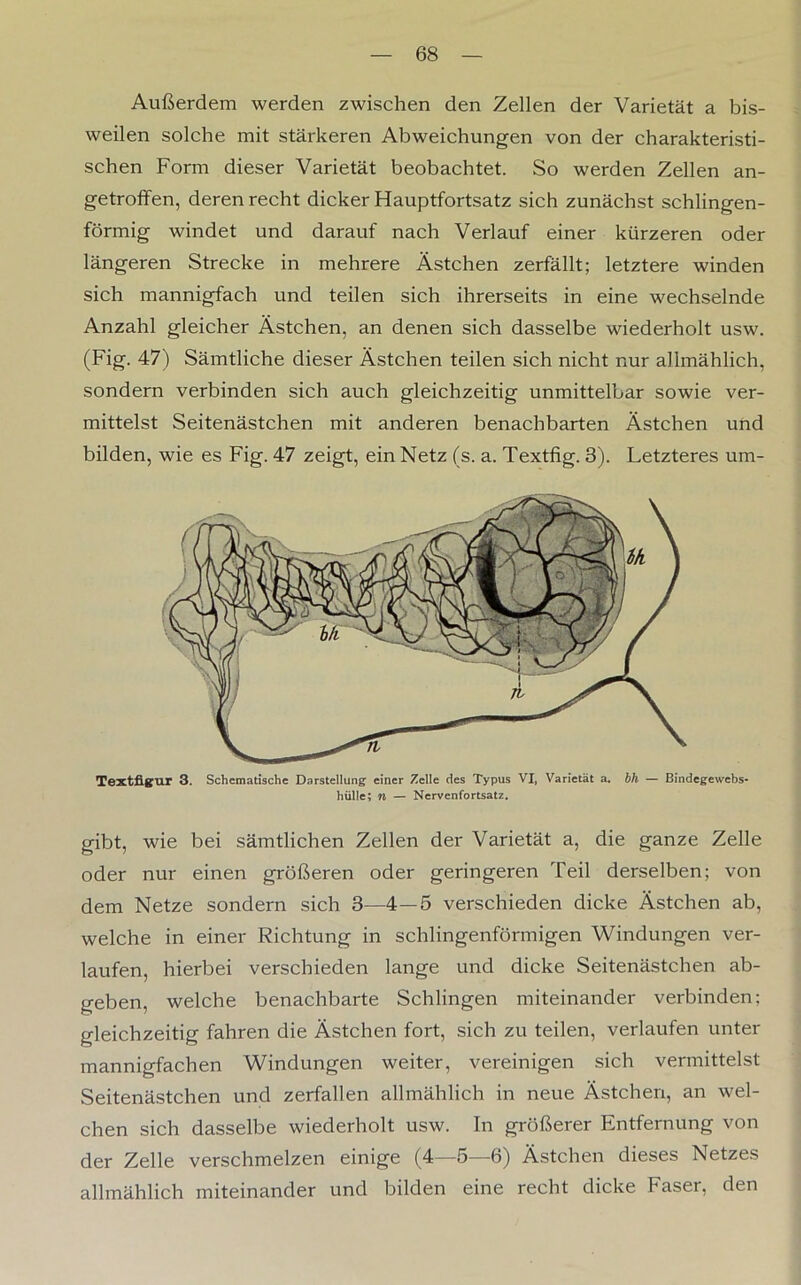 Außerdem werden zwischen den Zellen der Varietät a bis- weilen solche mit stärkeren Abweichungen von der charakteristi- schen Form dieser Varietät beobachtet. So werden Zellen an- getroffen, deren recht dicker Hauptfortsatz sich zunächst sehlingen- förmig windet und darauf nach Verlauf einer kürzeren oder längeren Strecke in mehrere Ästchen zerfällt; letztere winden sich mannigfach und teilen sich ihrerseits in eine wechselnde Anzahl gleicher Ästchen, an denen sich dasselbe wiederholt usw. (Fig. 47) Sämtliche dieser Ästchen teilen sich nicht nur allmählich, sondern verbinden sich auch gleichzeitig unmittelbar sowie ver- mittelst Seitenästchen mit anderen benachbarten Ästchen und bilden, wie es Fig. 47 zeigt, ein Netz (s. a. Textfig. 3). Letzteres um- Textfigur 3. Schematische Darstellung einer Zelle des Typus VI, Varietät a. bh — Bindegewebs- hülle; n — Nervenfortsatz. gibt, wie bei sämtlichen Zellen der Varietät a, die ganze Zelle oder nur einen größeren oder geringeren Teil derselben; von dem Netze sondern sich 3—4—5 verschieden dicke Ästchen ab, welche in einer Richtung in schlingenförmigen Windungen ver- laufen, hierbei verschieden lange und dicke Seitenästchen ab- geben, welche benachbarte Schlingen miteinander verbinden; gleichzeitig fahren die Ästchen fort, sich zu teilen, verlaufen unter mannigfachen Windungen weiter, vereinigen sich vermittelst Seitenästchen und zerfallen allmählich in neue Ästchen, an wel- chen sich dasselbe wiederholt usw. In größerer Entfernung von der Zelle verschmelzen einige (4—5—6) Ästchen dieses Netzes allmählich miteinander und bilden eine recht dicke Faser, den