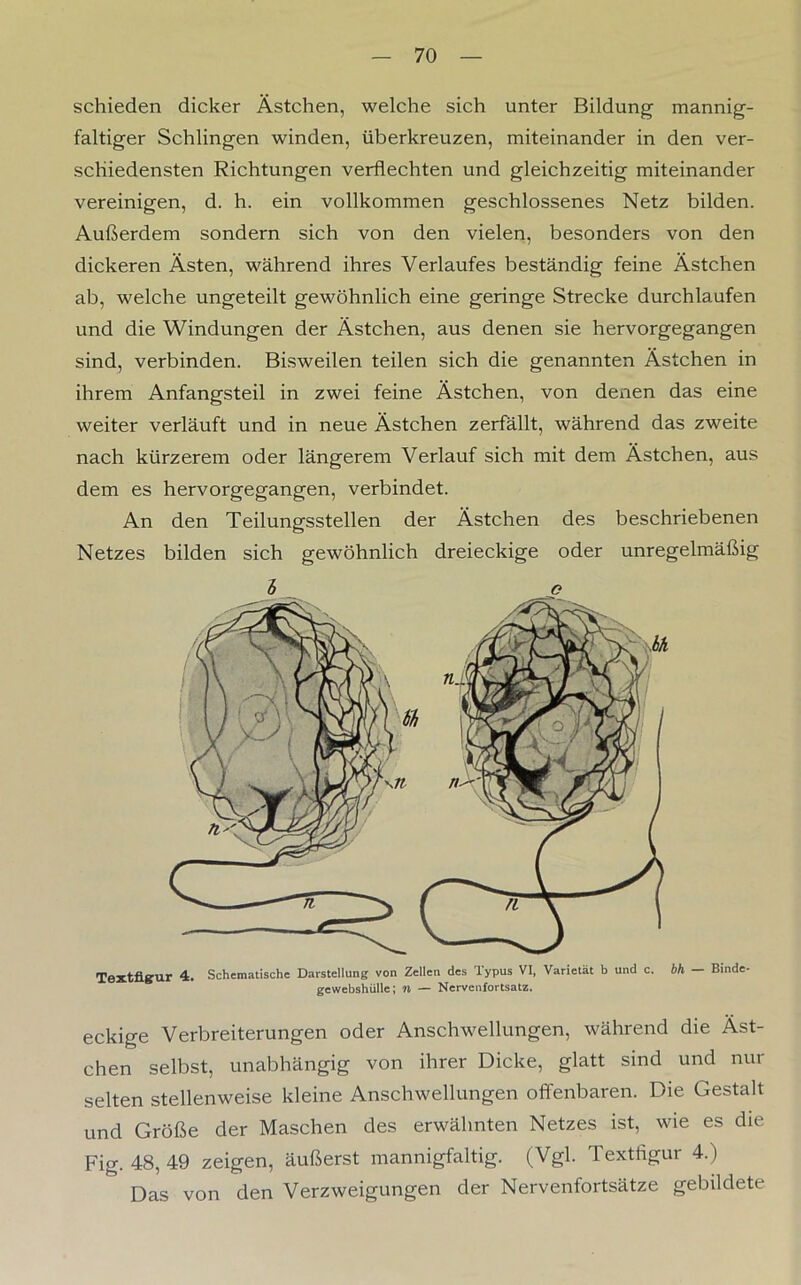 schieden dicker Ästchen, welche sich unter Bildung mannig- faltiger Schlingen winden, überkreuzen, miteinander in den ver- schiedensten Richtungen verflechten und gleichzeitig miteinander vereinigen, d. h. ein vollkommen geschlossenes Netz bilden. Außerdem sondern sich von den vielen, besonders von den dickeren Ästen, während ihres Verlaufes beständig feine Ästchen ab, welche ungeteilt gewöhnlich eine geringe Strecke durchlaufen und die Windungen der Ästchen, aus denen sie hervorgegangen sind, verbinden. Bisweilen teilen sich die genannten Ästchen in ihrem Anfangsteil in zwei feine Ästchen, von denen das eine weiter verläuft und in neue Ästchen zerfällt, während das zweite nach kürzerem oder längerem Verlauf sich mit dem Ästchen, aus dem es hervorgegangen, verbindet. An den Teilungsstellen der Ästchen des beschriebenen Netzes bilden sich gewöhnlich dreieckige oder unregelmäßig Textfigur 4. Schematische Darstellung von Zellen des Typus VI, Varietät b und c. bh Binde- gewebshülle; n — Nervenfortsatz. eckige Verbreiterungen oder Anschwellungen, während die Äst- chen selbst, unabhängig von ihrer Dicke, glatt sind und nur selten stellenweise kleine Anschwellungen offenbaren. Die Gestalt und Größe der Maschen des erwähnten Netzes ist, wie es die Fig. 48, 49 zeigen, äußerst mannigfaltig. (Vgl. Textfigur 4.) Das von den Verzweigungen der Nervenfortsätze gebildete
