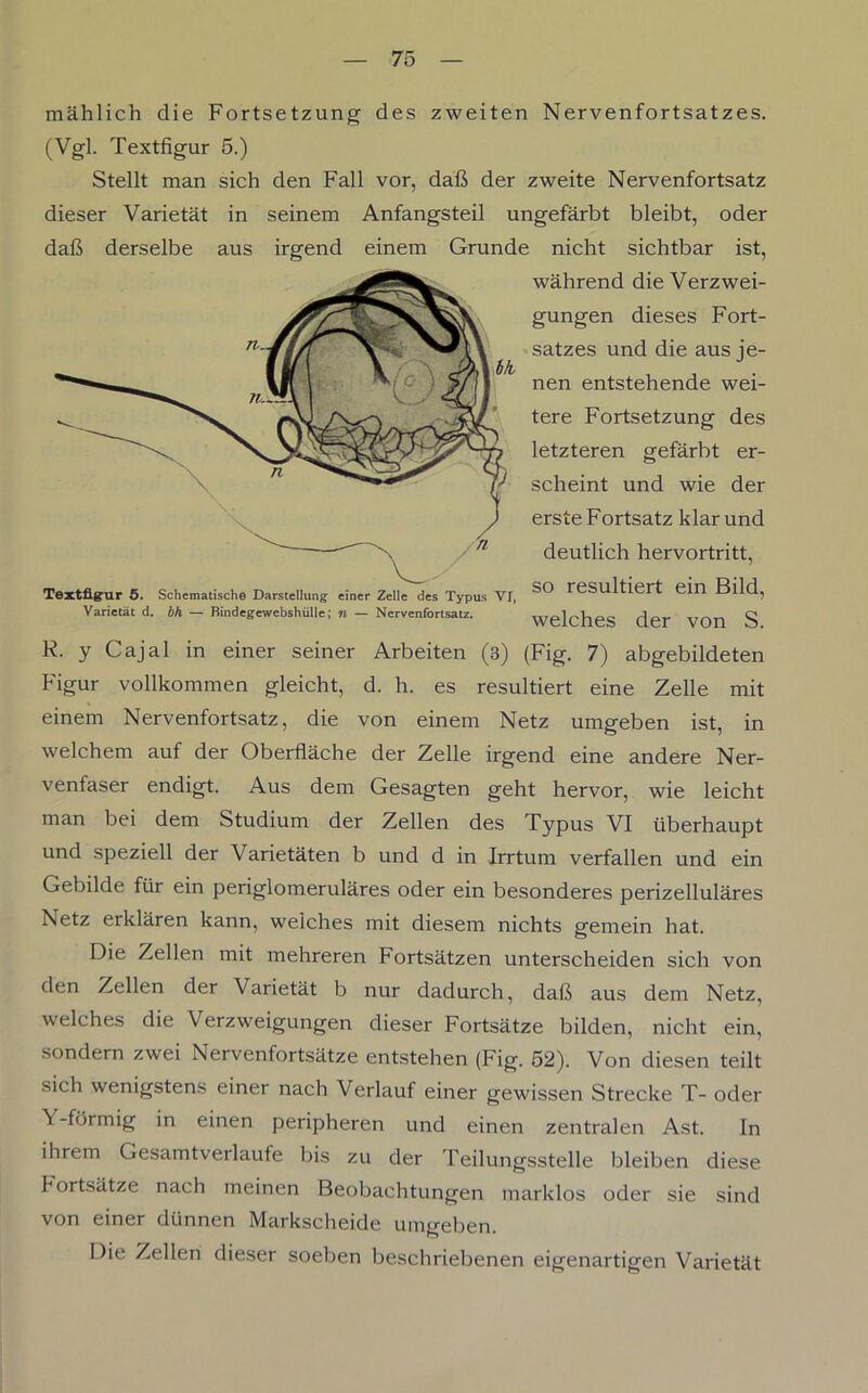 mählich die Fortsetzung des zweiten Nervenfortsatzes. (Vgl. Textfigur 5.) Stellt man sich den Fall vor, daß der zweite Nervenfortsatz dieser Varietät in seinem Anfangsteil ungefärbt bleibt, oder daß derselbe aus irgend einem Grunde nicht sichtbar ist, während die Verzwei- gungen dieses Fort- satzes und die aus je- nen entstehende wei- tere Fortsetzung des letzteren gefärbt er- scheint und wie der erste Fortsatz klar und deutlich hervortritt, Textfigur 5. Schematische Darstellung einer Zelle des Typus VT, SO r^Sultiert ein Bild, Varietät d. bh — Bindegewebshülle; n — Nervenfortsatz. Welches der VOn S R. y Cajal in einer seiner Arbeiten (3) (Fig. 7) abgebildeten Figur vollkommen gleicht, d. h. es resultiert eine Zelle mit einem Nervenfortsatz, die von einem Netz umgeben ist, in welchem auf der Oberfläche der Zelle irgend eine andere Ner- venfaser endigt. Aus dem Gesagten geht hervor, wie leicht man bei dem Studium der Zellen des Typus VI überhaupt und speziell der Varietäten b und d in Irrtum verfallen und ein Gebilde für ein periglomeruläres oder ein besonderes perizelluläres Netz erklären kann, weiches mit diesem nichts gemein hat. Die Zellen mit mehreren Fortsätzen unterscheiden sich von den Zellen der \arietät b nur dadurch, daß aus dem Netz, welches die Verzweigungen dieser Fortsätze bilden, nicht ein, sondern zwei Nervenfortsätze entstehen (Fig. 52). Von diesen teilt sich wenigstens einer nach Verlauf einer gewissen Strecke T- oder Y-förmig in einen peripheren und einen zentralen Ast. In ihrem Gesamtverlaufe bis zu der Teilungsstelle bleiben diese Fortsätze nach meinen Beobachtungen marklos oder sie sind von einer dünnen Markscheide umgeben. Die Zellen dieser soeben beschriebenen eigenartigen Varietät