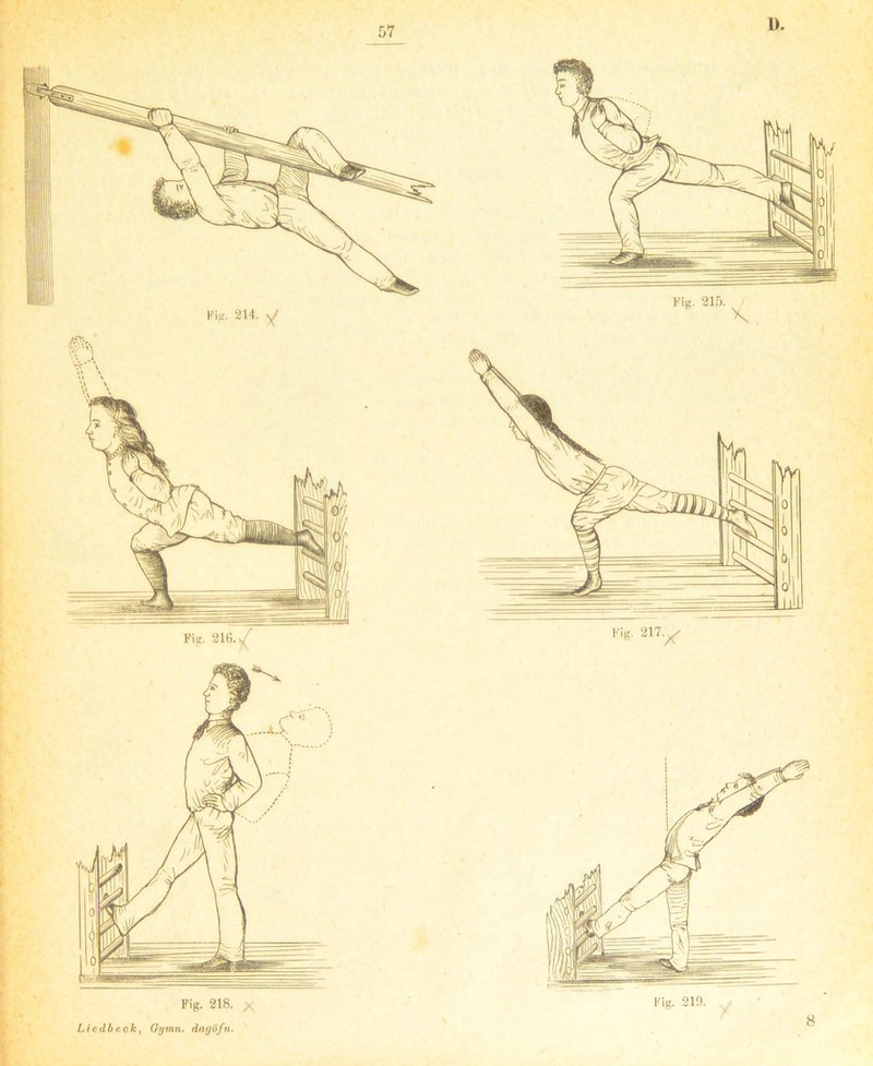 K Fig. 216.^ Fig. 214. y Liedbeck, Gymn. dagöfn.