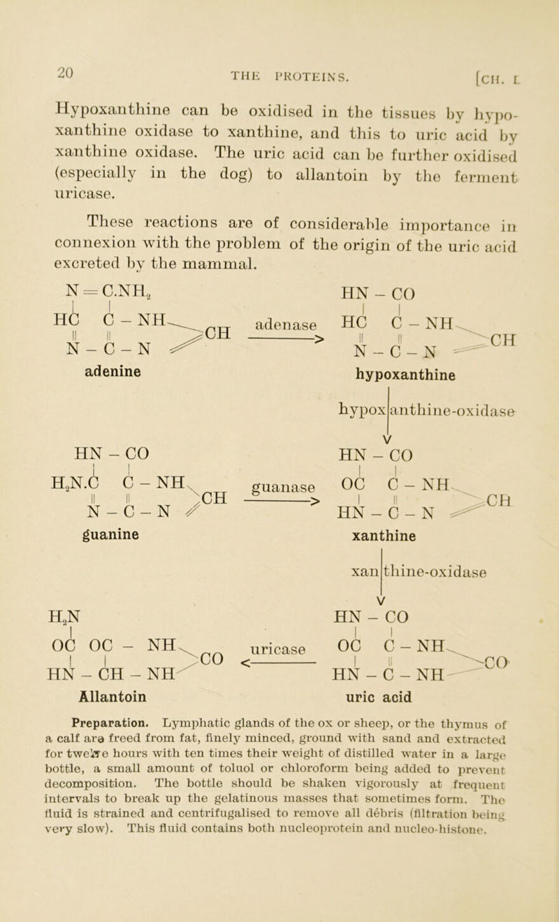 Hypoxanthine can be oxidised in the tissues by hypo- xanthine oxidase to xanthine, and this to uric acid by xanthine oxidase. The uric acid can be further oxidised (especially in the dog) to allantoin by the ferment uricase. These reactions are of considerable importance in connexion with the problem of the origin of the uric acid excreted by the mammal. N = C.NH2 HC C - NH li I! N - C - N adenine CH HN - CO i i H2N.C C - NH II ll ^ N - C - N / guanine CH H2N OC OC - NH I I HN - CH - NH Allantoin CO adenase guanase > uricase HN - CO I I HC C-NH II ll N - C - N hypoxanthine CH hypox anthine-oxidase HN - CO OC C - NH I ll HN - C - N xanthine CH xan thine-oxidase HN - CO ! I OC C - NH L ii HN - C - NH uric acid CO Preparation. Lymphatic glands of the ox or sheep, or the thymus of a calf ara freed from fat, finely minced, ground with sand and extracted for tweisre hours with ten times their weight of distilled water in a large bottle, a small amount of toluol or chloroform being added to prevent decomposition. The bottle should be shaken vigorously at frequent intervals to break up the gelatinous masses that sometimes form. The fluid is strained and centrifugalised to remove all debris (filtration being very slow). This fluid contains both nucleoprotein and nucleo-histone.