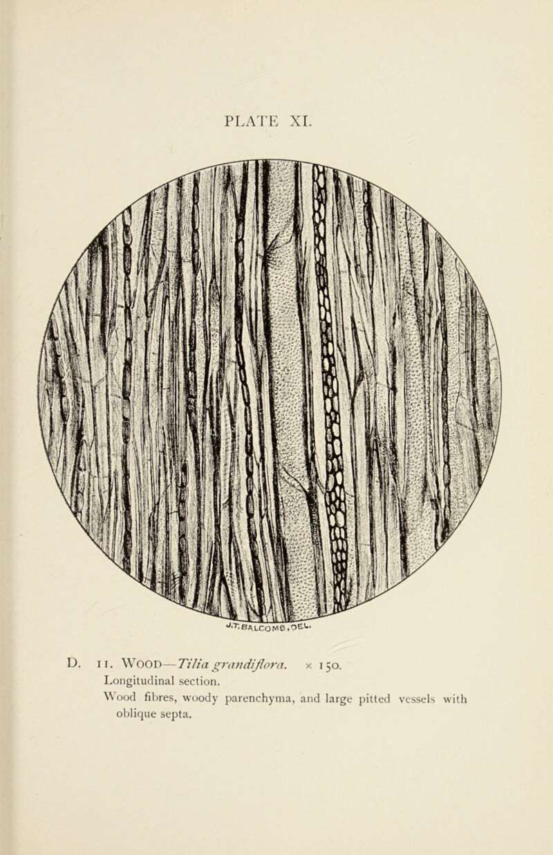Jrr- BALCO N>B . OG-'-’ D. ii. Wood—Tilia grandiflora. x 150. Longitudinal section. Wood fibres, woody parenchyma, and large pitted vessels with oblique septa.