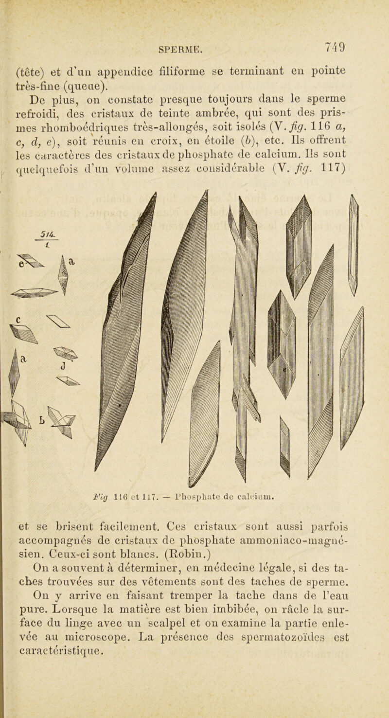 (tête) et d’nu appendice filiforme se terminant en pointe très-fine (queue). De plus, on constate presque toujours dans le sperme refroidi, des cristaux de teinte ambrée, qui sont des pris- mes rhomboédriques très-allongés, soit isolés (V. fig. 116 a, c, d, e), soit réunis en croix, en étoile (6), etc. Ils offrent les caractères des cristaux de phosphate de calcium. Ils sont quelquefois d’un volume assez considérable (Y. fig. 117) Fig 116 et 117. — Phosphate de calcium. et, se brisent facilement. Ces cristaux sont aussi parfois accompagnés de cristaux de phosphate ammoniaco-magné- sien. Ceux-ci sont blancs. (Robin.) On a souvent à déterminer, en médecine légale, si des ta- ches trouvées sur des vêtements sont des taches de sperme. On y arrive en faisant tremper la tache dans de l’eau pure. Lorsque la matière est bien imbibée, on râcle la sur- face du linge avec un scalpel et on examine la partie enle- vée au microscope. La présence des spermatozoïdes est caractéristique.