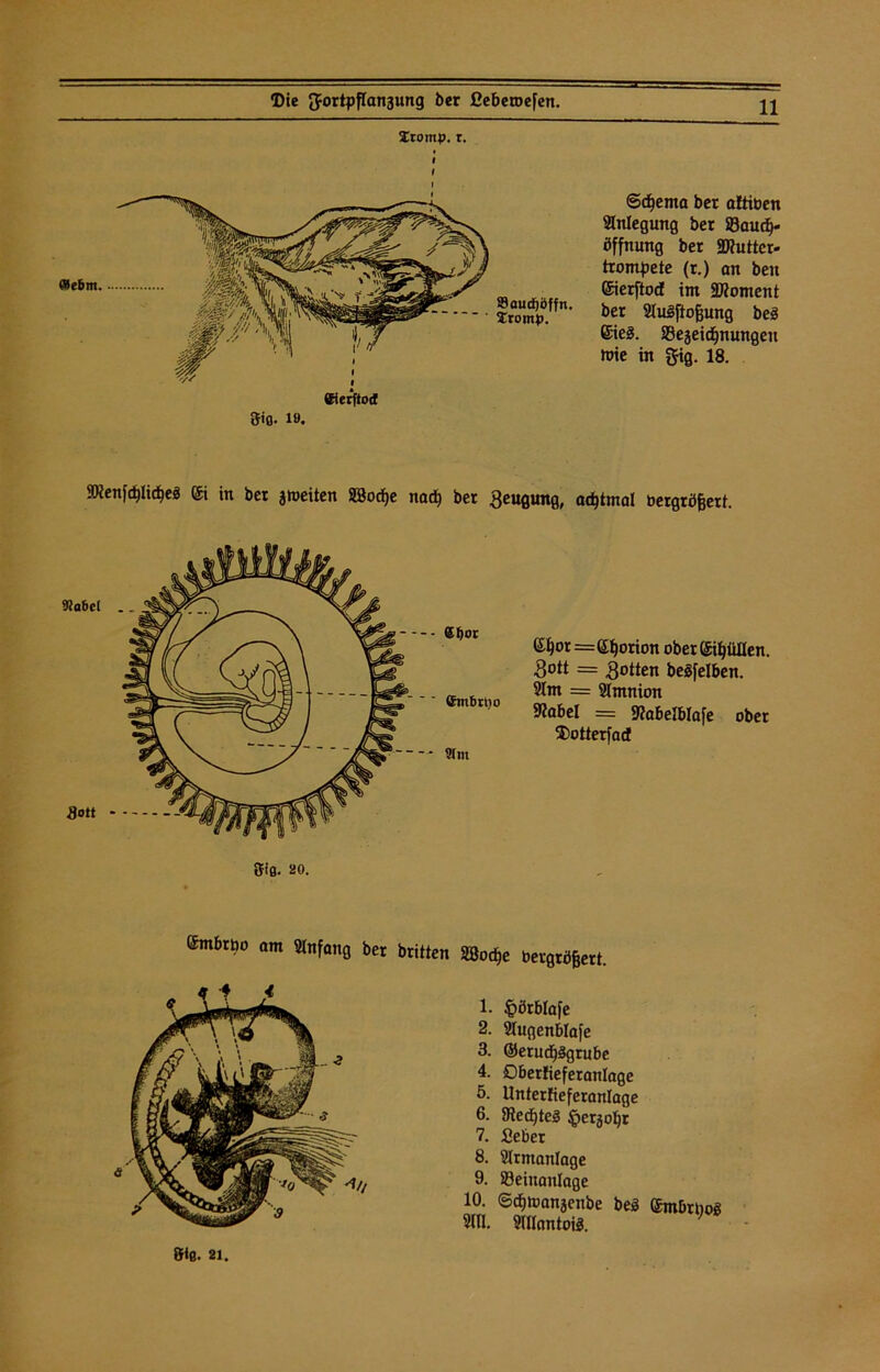 Iromp. t. 11 ©cbm. i «ierftod &iß. lö. fflaudjöffn. Xroinp. ©djerna bet attiben Anlegung ber Säug- öffnung ber äKutter- trompete (r.) an ben ©erftodE im äftoment ber 9tu3ftofjung beS ©e§. Sejeidjnungen toie in gig. 18. SHenfdjlictjeö © in ber arbeiten SSodje na$ ber Beugung, achtmal bergrö&ert. 9?a6el ®f)or Cmbrpo 9(nt ©jor=Norton ober ©füllen. Bott = Botten beöfelben. 91m = gimnion 9?abel = SRabelblafe ober Dotterfad flott 5iß. 20. ©nbtpo am Anfang ber britten Söoc^e bergröfiert. 1- £örblafe 2. 91ugenblafe 3. ©erudjägrube 4. ßberlieferanlage 5. Unterlieferanlage 6. 9?ed)te3 $erjo^r 7. ßeber 8. gtrmanlage 9. Seiuanlage 10. ©dpoanaenbe beS ©nbrboS 9111. gillantote. 8<ß. 21.