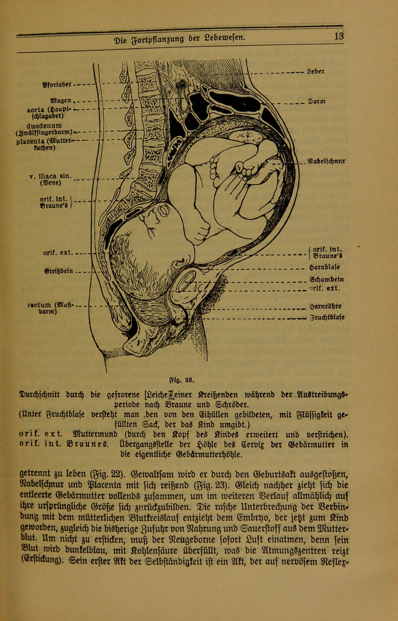 2e6et 5)urc£)fdjmtt burd) bic gefrorene [2eicf)e|einer ftteifjenben wä^renb ber SIuÄtreibungS- periobe nad) ©raune unb ©gröber. (Unter $rud)tblafe oerfie^t man .ben bon ben (Si^üUen gebilbeten, mit glüffigfeit ge- füllten ©aef, ber ba£ $inb umgibt.) orif. ext. SWuttermunb (burd) ben ftopf be3 StinbeS erweitert unb toerjtrid)en). orif. int. ©raune8. übcrgangäfteKe ber §öf)le be8 Kerbij ber ©ebärmutter in bie eigentliche ©ebärmuttert)öt)Ie. getrennt ju leben (gig. 22). ©emaltfam wirb er burd» ben @eburt3a!t auägeftofcen, ^abelfchnut unb fßlacenta mit fid) reifjenb föig. 23). ©leid) nadlet jie^t fid) bie entleerte ©ebärmutter boflenbä jufammen, um im weiteren Verlauf allmählich auf ihre urfprüngtiche ©röfje fici» jurüdjubilben. ®ie rafd)e Unterbrechung ber Söerbin- bung mit bem mütterlichen 93Iut!reiSlauf entzieht bem ©mbrt)o, ber je^t jum ftinb geworben, jugleid) bie bisherige $ufuhr bon Nahrung unb ©auerftoff aus bem Sftutter« blut. Um nicht ju erftiden, muh ber fKeugeborne fofort ßuft einatmen, benn fein ®fot toirb bunlelblau, mit $M)lenfäute überfüllt, ma§ bie SltmungSjentren reijt («rftiäung). ©ein erfter 9llt ber ©elbftänbigleit ift ein 9l!t, ber auf nerüöfem fReflej«