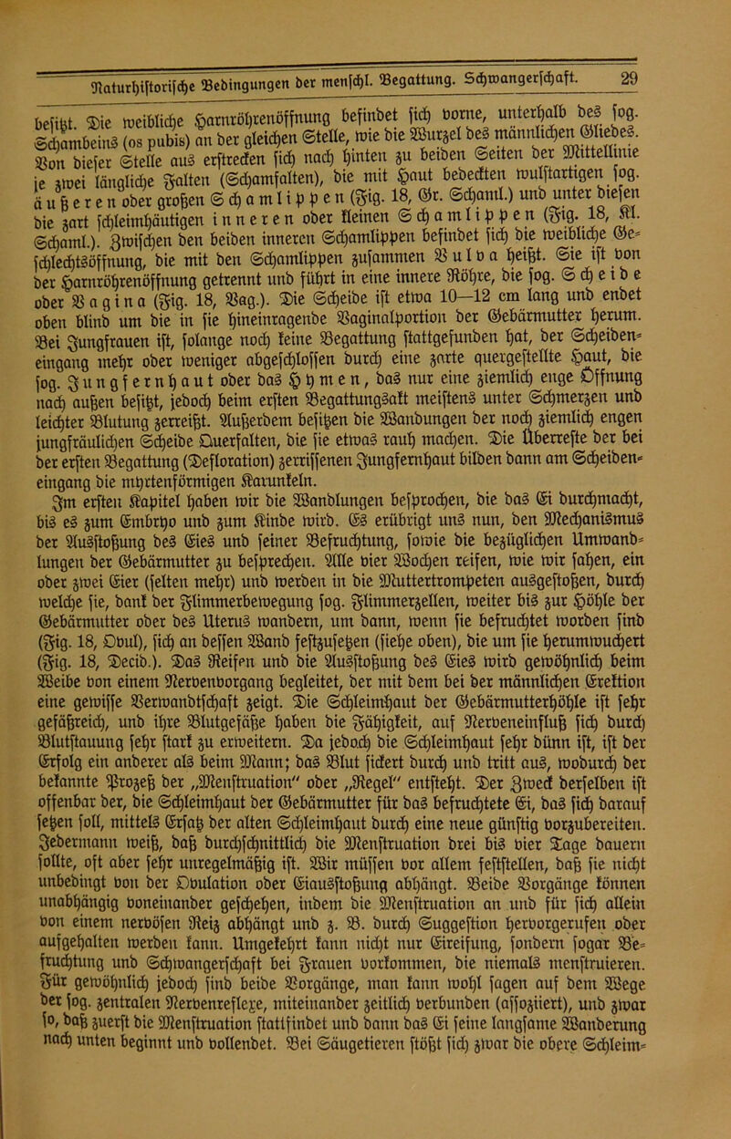 befibt Die weibliche $atnröt)renöffnung befinbet fidt> borne, unterhalb beg fog. siambeinS (os pubis) an bcr gleichen ©teile, tote bie Sßurgel beg mannten ©Itebe§ Son biefer ©teile au§ erftreden fid) nad) t)inten gu betben ©eiten bet Sühttelltme ie gmei längliche galten (©djamfalten), bie mit §aut bebedten mulftartigenfog. äußere» »btt großen © d, a m I i p t> e n ®9-18, ®t- ©#»•>■) bie gart fd)leiml)äutigen inneren ober deinen ©djamltppen (gig. 18 RI. _ „ 0 . , ' r y ... < t •* : fiofmhof firb ht<> Wcimimß (Sie* ber ßarnröhrenöffnung getrennt unb führt ober Vagina (gig. 18, Sag.). $ie Scheibe ift etwa 10—12 cm lang unb enbet oben blinb um bie in fie hmeinragenbe Saginalportion ber ©ebärmutter herum. Sei Jungfrauen ift, folauge nod) leine Segattung ftattgefunben hat/ ber ©djeiben* eingang mehr ober weniger abgefdjloffen burd) eine garte quergeftedte £>aut, bte fog. Jungfernhaut ober bag § h m e n, bag nur eine giemlid) enge Öffnung nach außen befiel, feboct) beim erften Segattunggatt meiftenS unter ©d)mergen unb leichter Slutung gerreigt. 2Iußerbem befi^en bie Sßanbungen ber noch siemlid) engen fungfräulidjen @d)eibe Querfalten, bie fie etwa? raut) machen. Die Überrefte ber bei ber erften Begattung (Defloration) gerriffenen Jungfernhaut bilben bann am ©djeiben« eingang bie mt)rtenförmigen Rarunfeln. Jm erften Rapitel haben mir bie SSanblungen besprochen, bie bag ©i burdjmadjt, big eg gum ©mbri)o unb gum finbe mirb. ©g erübrigt ung nun, ben ütRedfanigmuS ber Slugftoßung beg (Sieg unb feiner Sefrucßtung, fomie bie begüglid)en Umwanb* lungen ber ©ebärmutter gu befprecheu. SXIte bier S3od)en reifen, mie mir fahen, ein ober gwei ©ier (feiten mehr) unb werben in bie SCRuttertrompeten auggeftoßen, burd) meld)e fie, ban! ber glimmerbemegung fog. glimmergellen, weiter big gur Ipöhle ber ©ebärmutter ober beg Uterug wanbern, um bann, wenn fie befrud)tet worben finb (gig. 18, Dbul), fid) an beffen Sßanb feftgufeßen (fiehe oben), bie um fie herumwud)ert (gig. 18, Decib.). Dag Reifen unb bie Slugftoßung beg (Sieg wirb gewöhnlich beim SSeibe bon einem ÜRerbenborgang begleitet, ber mit bem bei ber männlichen ©reftion eine gewiffe Serwanbtfdjaft geigt. Die ©dhleimhaut ber ©ebärmutterl)öhle ift fehr gefäßreid), unb ihre Slutgefäße haben bie gähigteit, auf SRerbeneinfluß fid) burd) Slutftauung fehr ftarl gn erweitern. Da febo.d) bie ©chleimhaut fehr bünn ift, ift ber ©rfolg ein anberer alg beim SRann; bag Slut fidert burch unb tritt aug, moburd) ber belannte $rogeß ber „SReuftruation ober „9tegel entfielt. Der Jwed berfelben ift offenbar ber, bie ©chleimhaut ber ©ebärmutter für bag befruchtete @i, bag fid) barauf fefjen foll, mitteig ©rfaß ber alten ©d)leiml)aut burch ewe neue günftig üorgubereiten. Jebermamt weiß, baß burd)fd)nittlid) bie ÜKRenftruation brei big hier Dage bauern follte, oft aber fehr unregelmäßig ift. 3Bir müffen bor allem feftftellen, baß fie uid)t unbebingt bon ber Dbulation ober ©iaugftoßung abl)ängt. Seibe Vorgänge tonnen unabhängig boneiuanber gesehen, iubem bie SCRenftruation an itttb für fid) allein bon einem nerböfett 9teig abhängt unb g. S. burch ©uggeftion hcrborgerufeit ober aufgehalten werben lanu. Umgelehrt lann nicht nur ©ireifung, fonbern fogar Se= frud)tung unb ©d)Wangerf<haft bei grauen bortommen, bie niemalg inenftruieren. gür gewöhnlich febod) finb beibe Vorgänge, man tann Wohl fagen auf bem SBege ber fog. gentralen SRerbenreflejre, miteiuanber geitlid) oerbunben (affogiiert), unb gwar f°/ baß guerft bie ÜDRenftruation ftattfinbet unb bann bag ©i feine langfame Skmberung nach unten beginnt unb bollenbet. Sei Säugetieren ftößt fid) gwar bie obere ©d)Ieim=