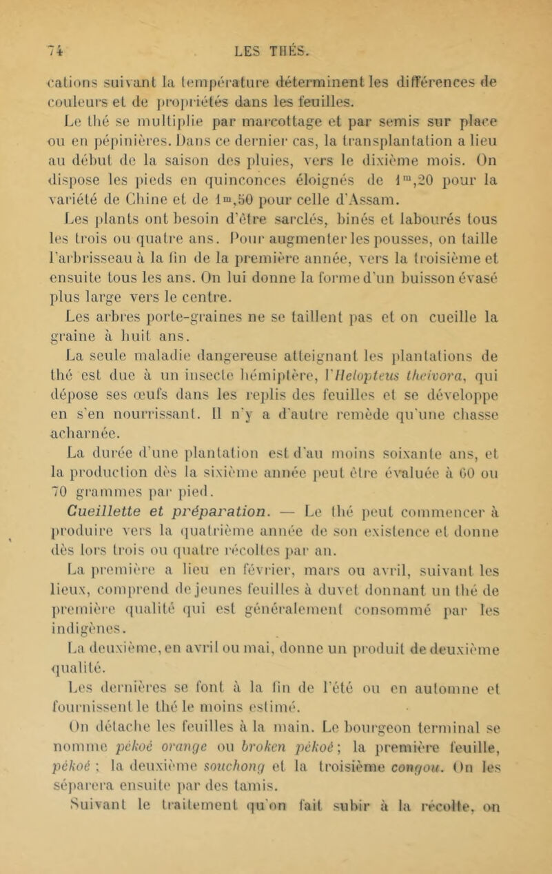 cations suivant la Icinpcrature déterminent les différences de couleurs et de jjropriétés dans les feuilles. Le thé se multiplie par mai-cottage et par semis sur place ou en j)épinières. Dans ce dernier cas, la trans[»lan(ation a lieu au début de la saison des i)luies, vers le dixième mois. On <lispose les pieds on quinconces éloignés de pour la variété de Chine et de l“,t)0 pour celle d'.\ssam. Les plants ont besoin dhMre sarclés, binés et labourés tous les trois ou quati'e ans. Pour augmenter les pousses, on taille l'arbrisseau à la lin de la j)remière année, vers la troisième et ensuite tous les ans. On lui donne la forme d'un buisson évasé plus large vers le centre. Les arbres porte-graines ne se taillent pas et on cueille la graine à huit ans. La seule maladie dangereuse atteignant les plantations de thé est due à un insecte bémiplère, Vllelopteus theivora, qui dépose ses œufs dans les l'eplis des feuilles et se développe en s'en nourrissant. 11 n'y a d'autre remède qu'une chasse acharnée. La durée d’une plantation est d'au moins soi.xante ans, et la production dès la sixième année jumt être éATiluée à 00 ou 70 gi'ammes par pied. Cueillette et préparation. — Le thé peut commencer à produire vers la (juatrième année de son existence et donne dès lors trois ou quatre l'écolles j>ar an. La {iremière a lieu en février, mars ou avril, suivant les lieux, comprend de jeunes feuilles à duvet donnant un thé de première (pialité (jui est généralement con.sommé pai- les indigènes. f.a deuxième, en avril ou mai, donne un produit de deuxième <]ualité. Les dernières se font à la lin de l’été ou en automne et fournissent le thé le moins estimé. On détache les feuilles à la main. Le bourgeon terminal .«e nomme pckùé orange ou broken pékoé; la première feuille, pékoéla deuxième soî/c/(0?q/ et la troisième conr/OM. On les séparera ensuite ])ar des tamis. Suivant le traitement qu'on fait subir à la récolté, cm